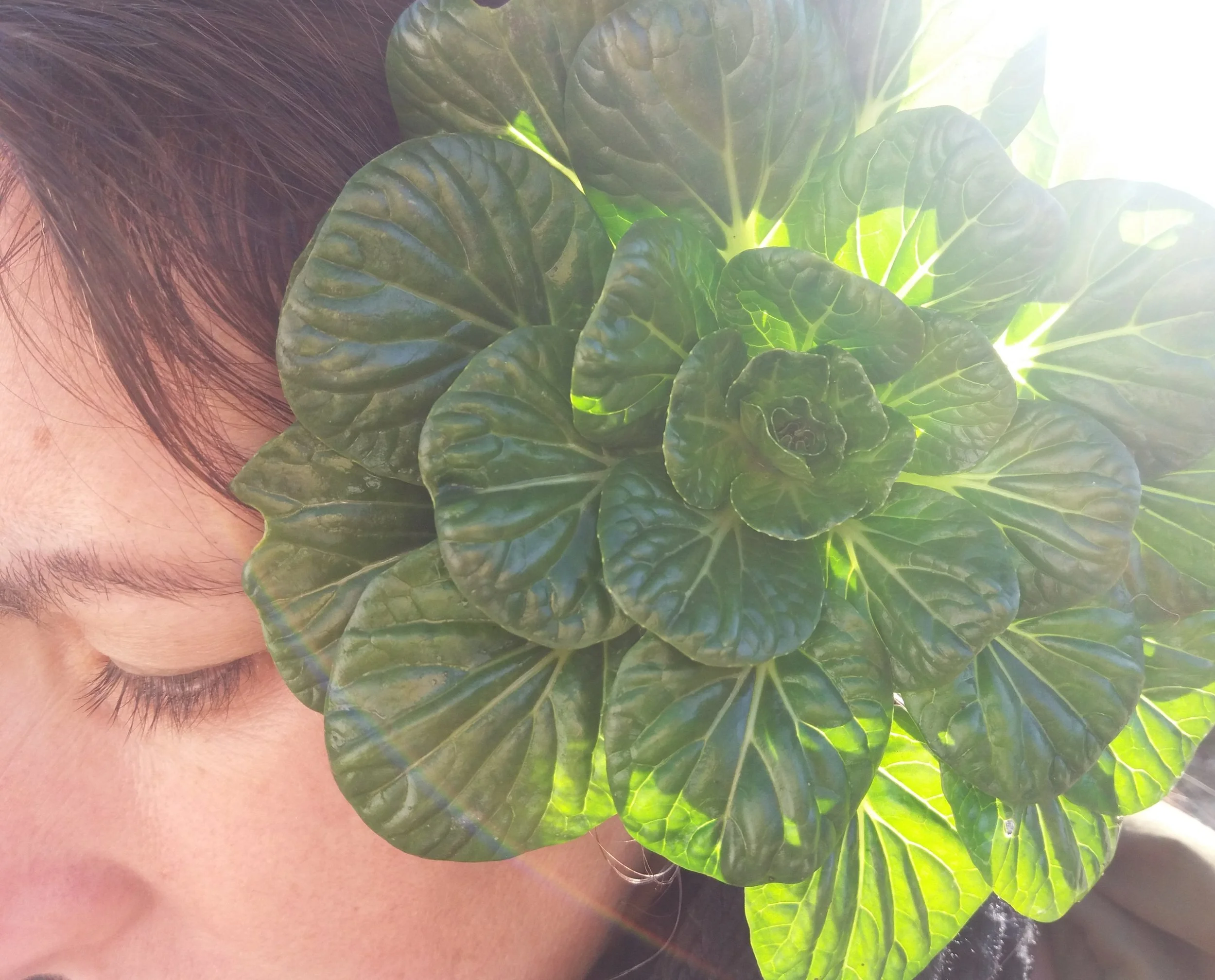 Tatsoi Navazo Cultivo Desterrado Rafa Monge v (4).jpg