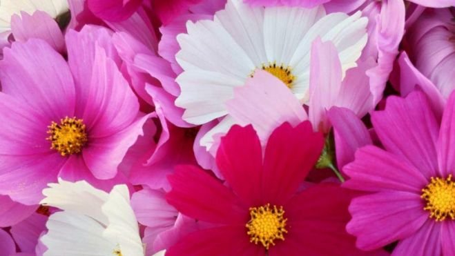 Cosmos Flowers / Cosmos Fleurs