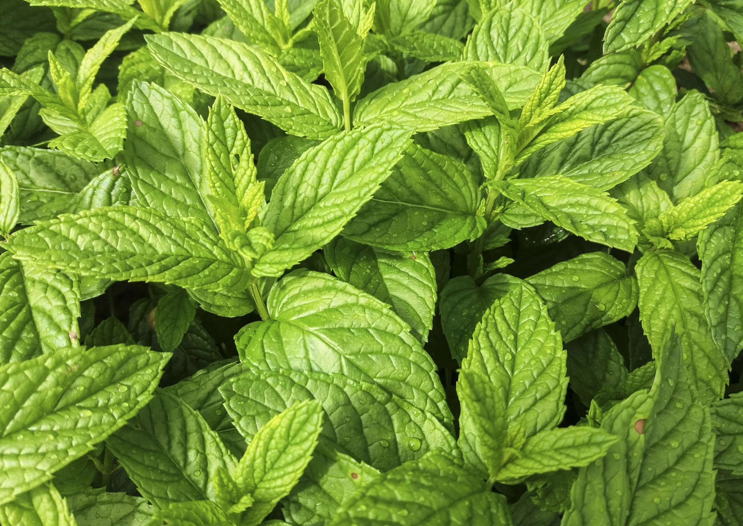 Hierbabuena de navazo