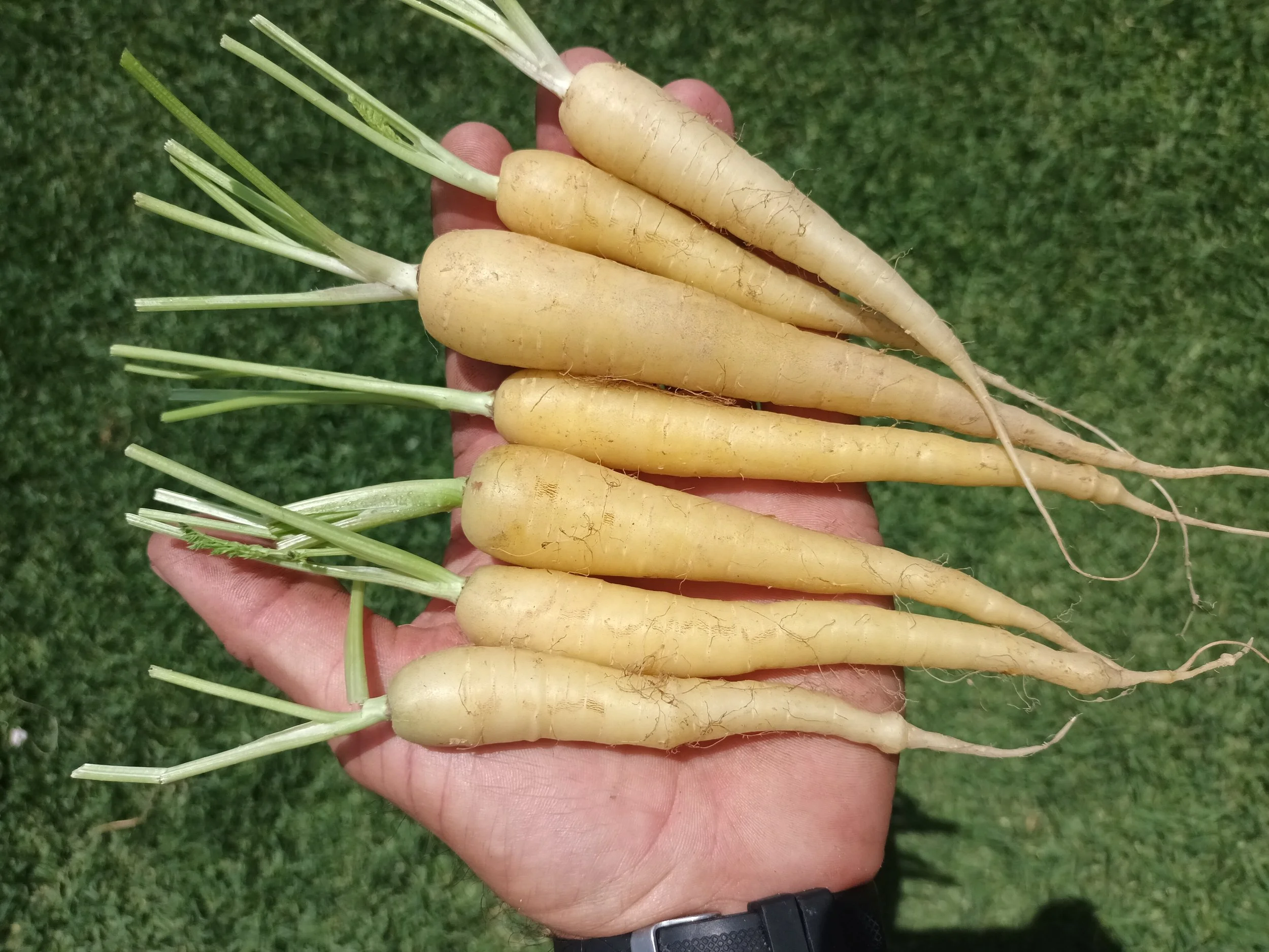 Zanahoria Blanca Satinada Varios Tamaños Rafa Monge Cultivo Desterrado Navazo Sanlucar.jpg