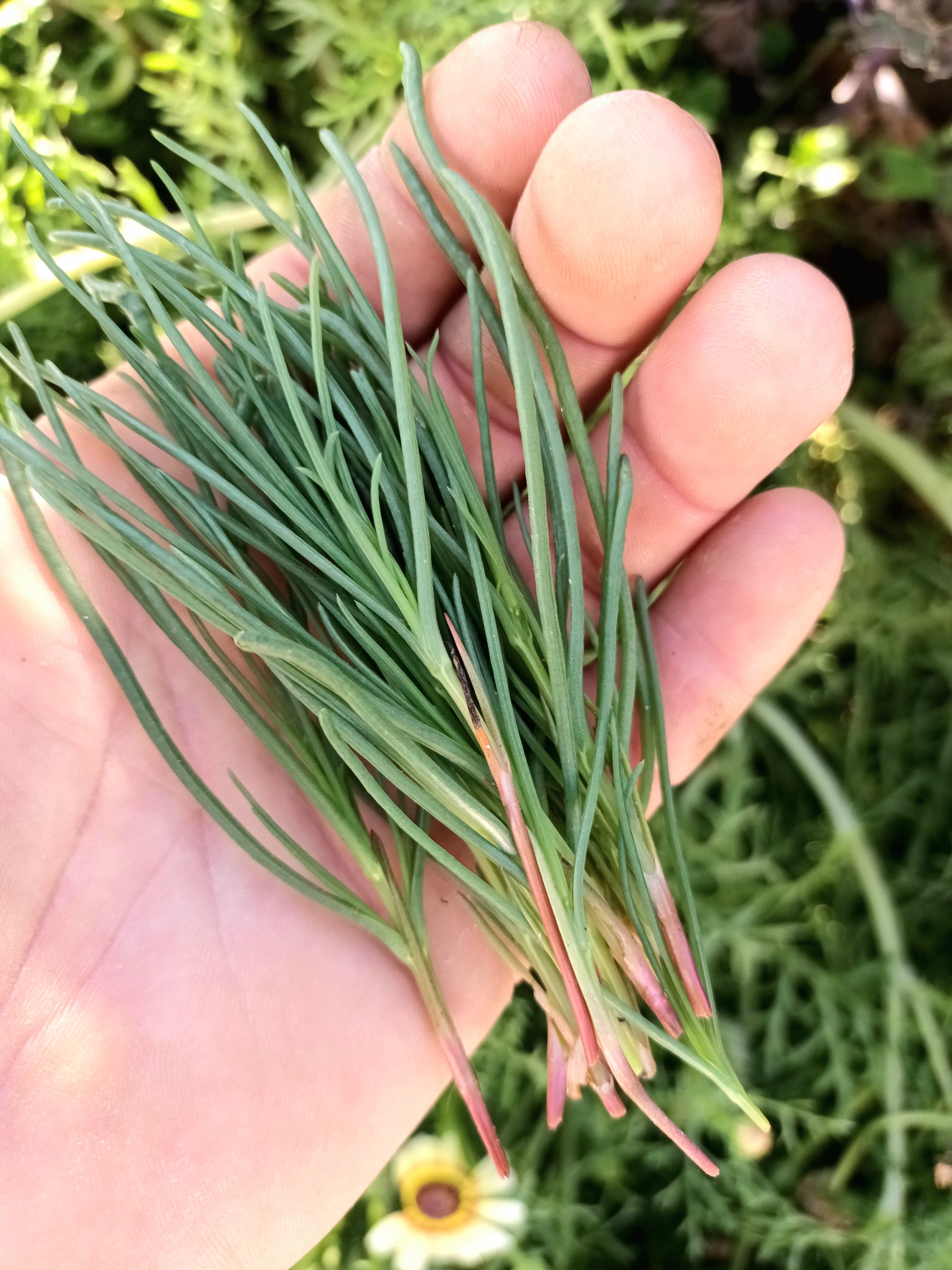 Salolsa Soda - Agretti