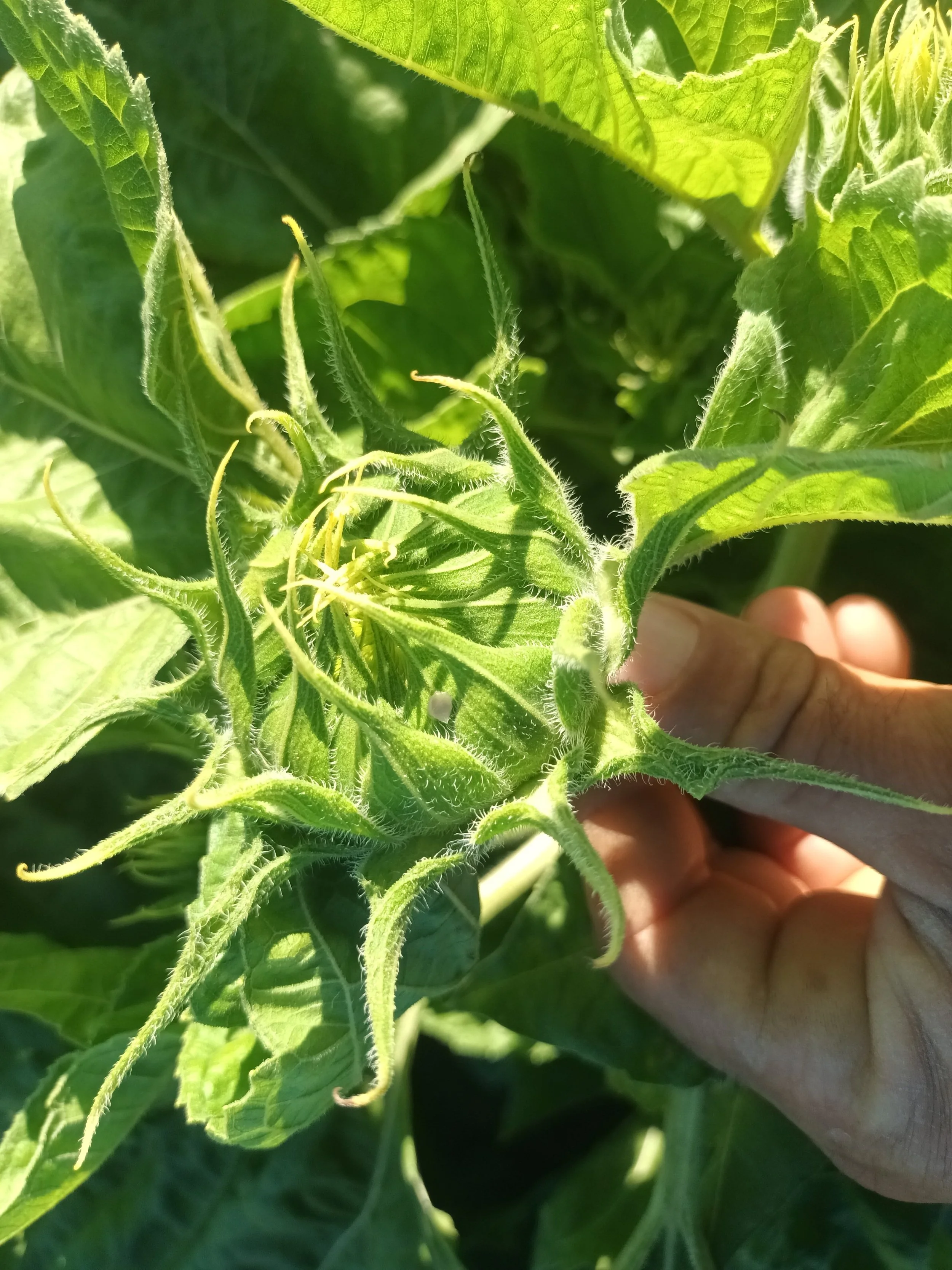 Alcachofa Girasol