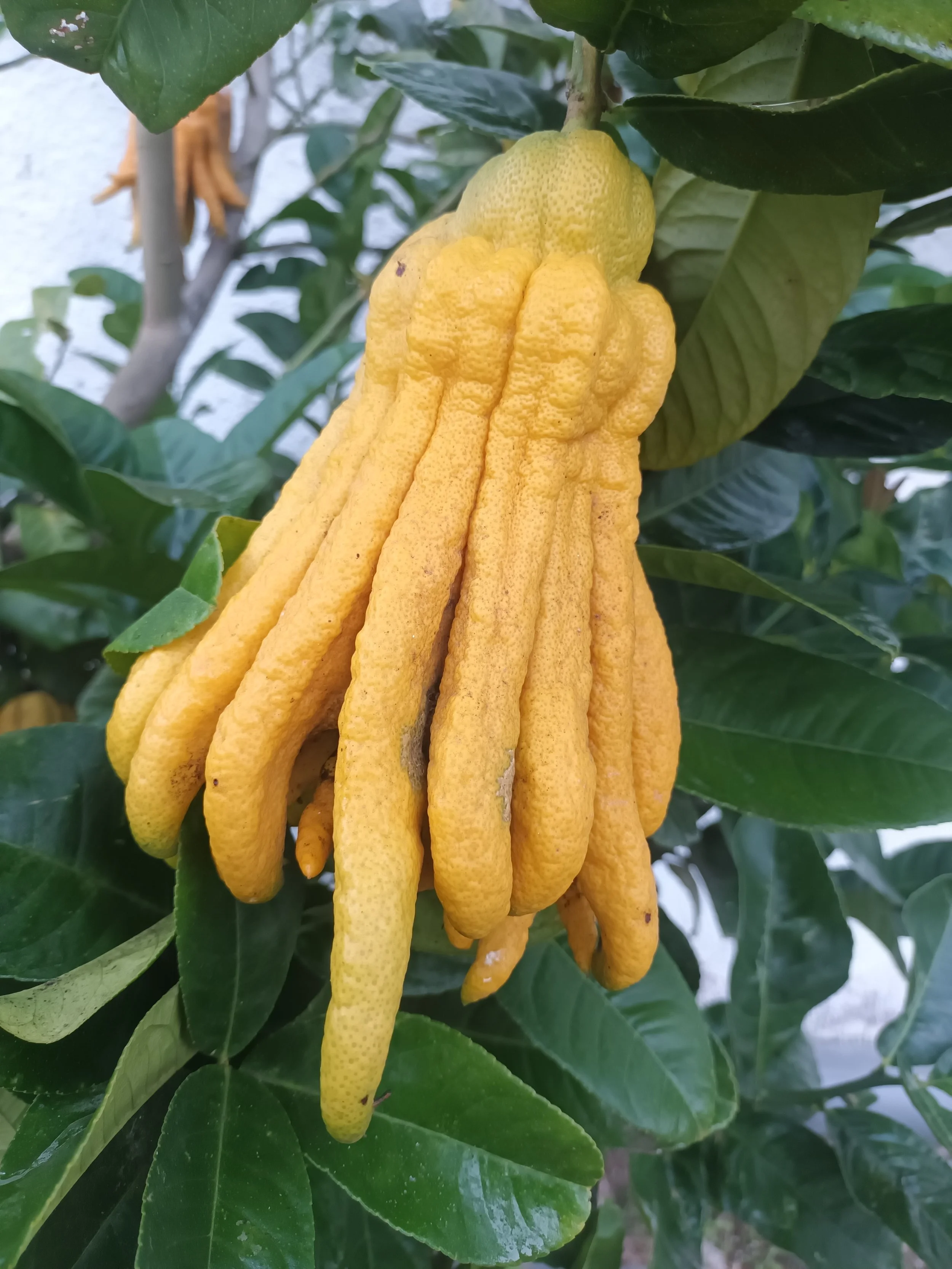 Limón Mano de Buda