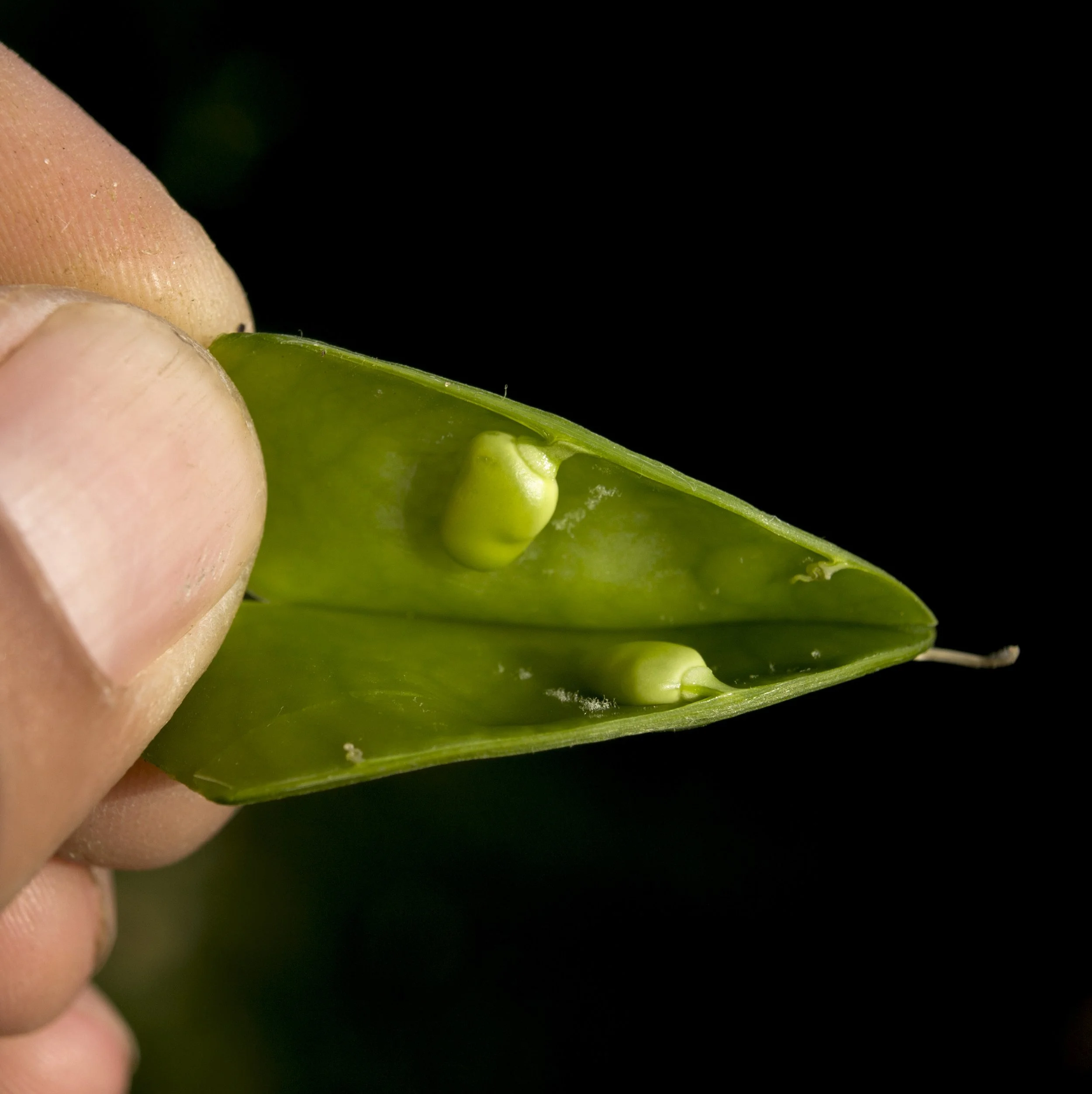 guisante costa navazo Cultivo Desterrado Rafa Monge.JPG