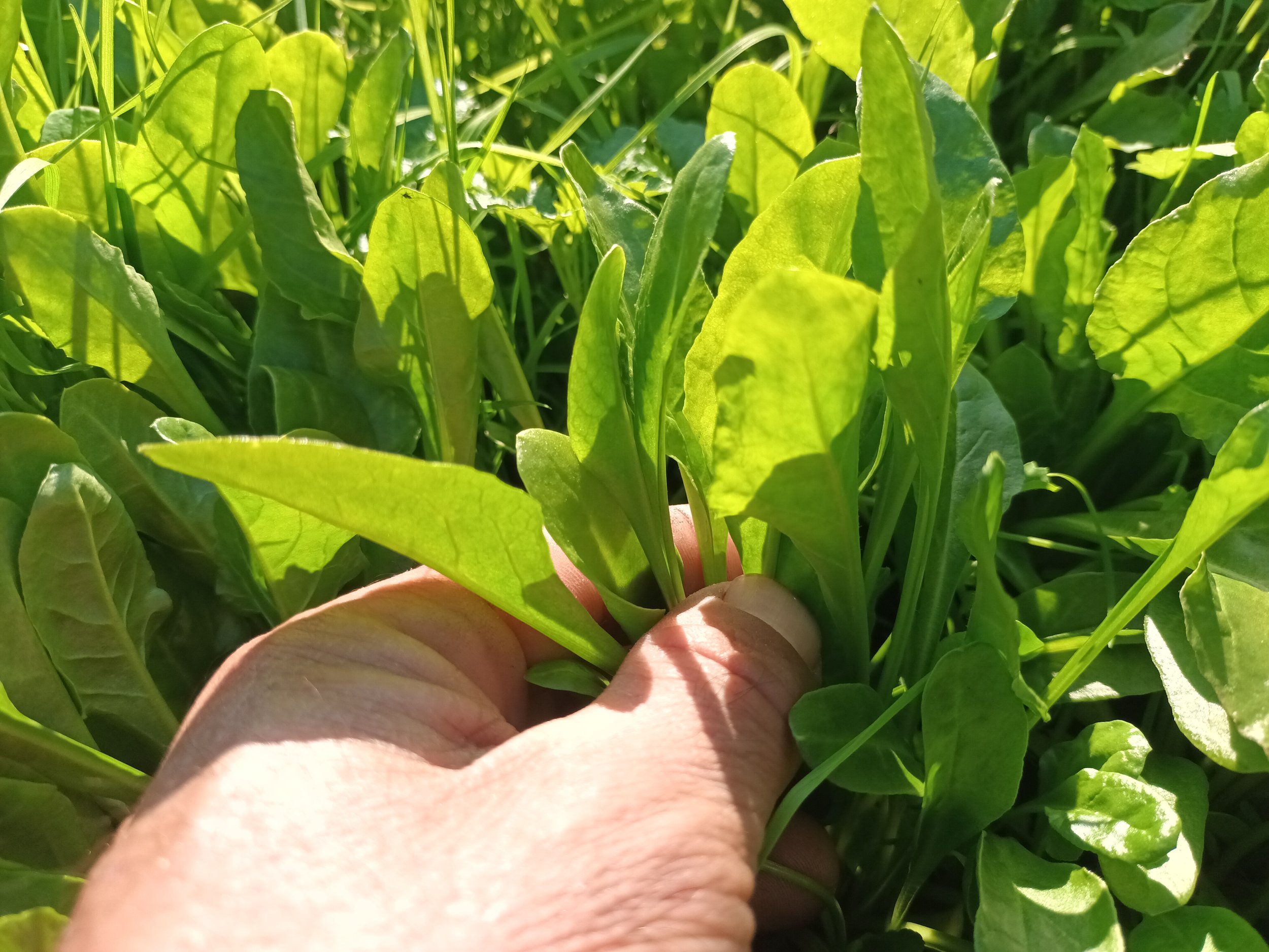 Baby Sea Chard / Petit Bette à Carde