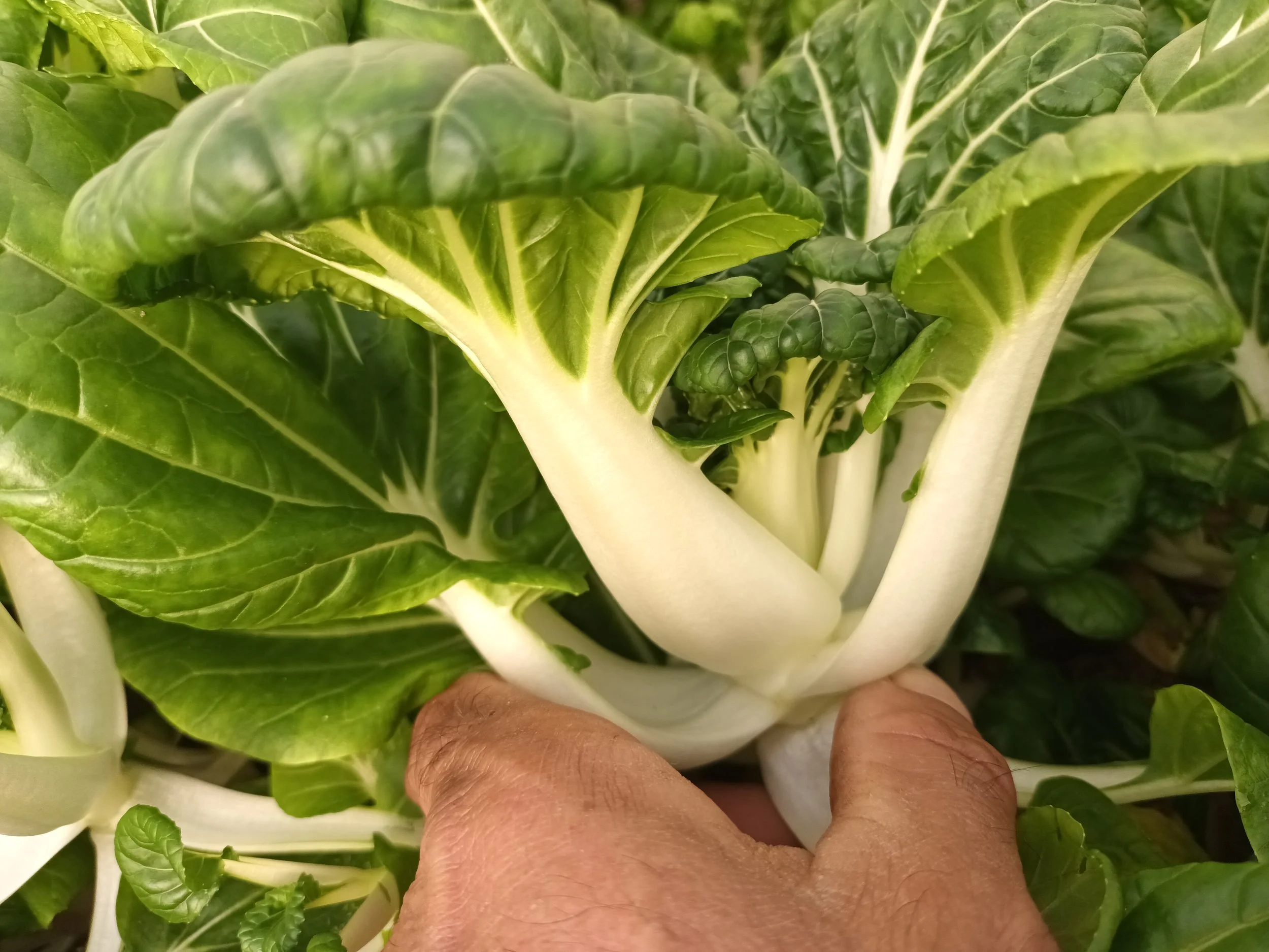 Pak Choi Blanco Pequeño.jpg