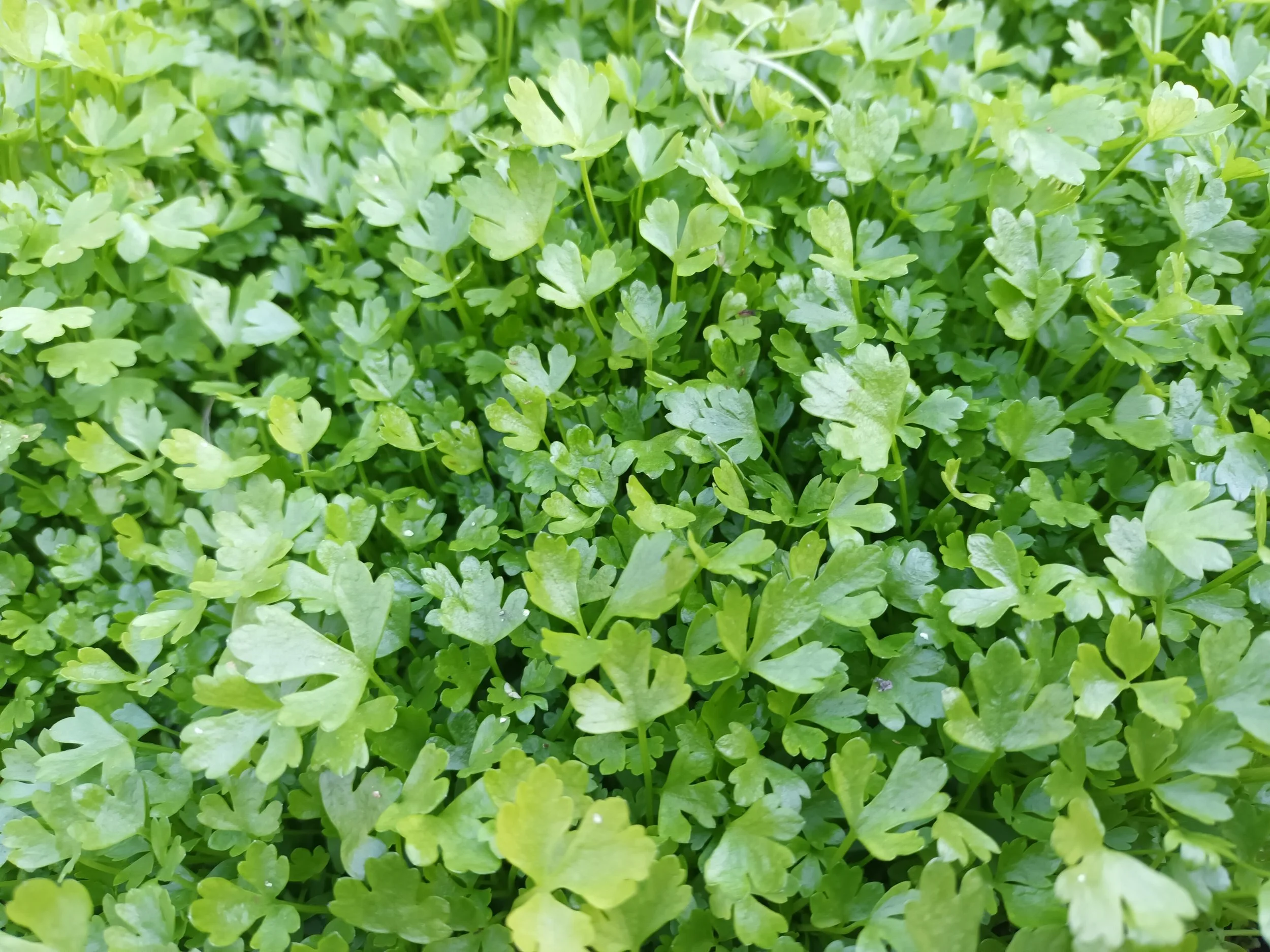 Green Kinsai Chinese Celery / Céleri Kinsai Vert Chinois