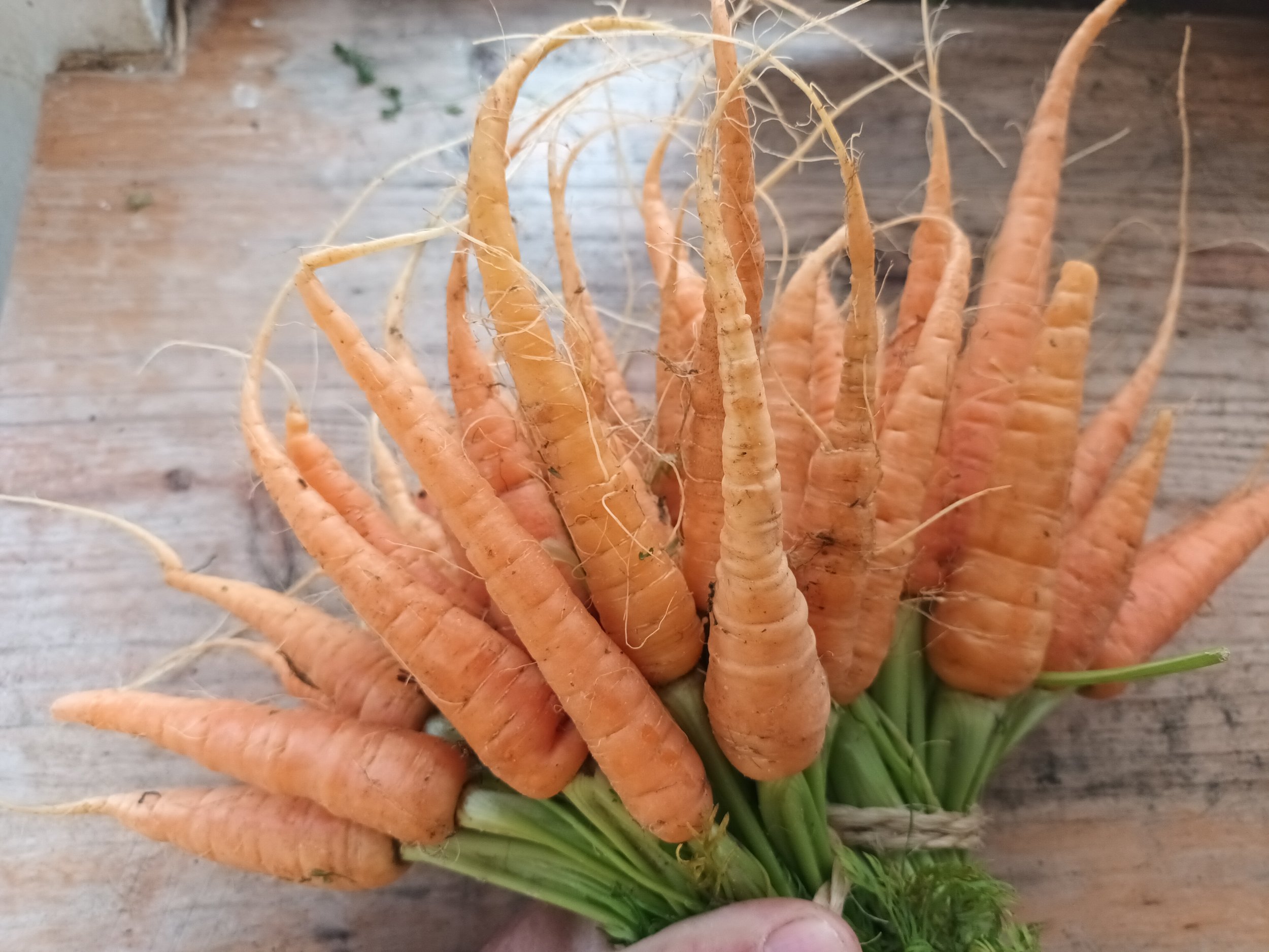 Zanahorias Naranja 