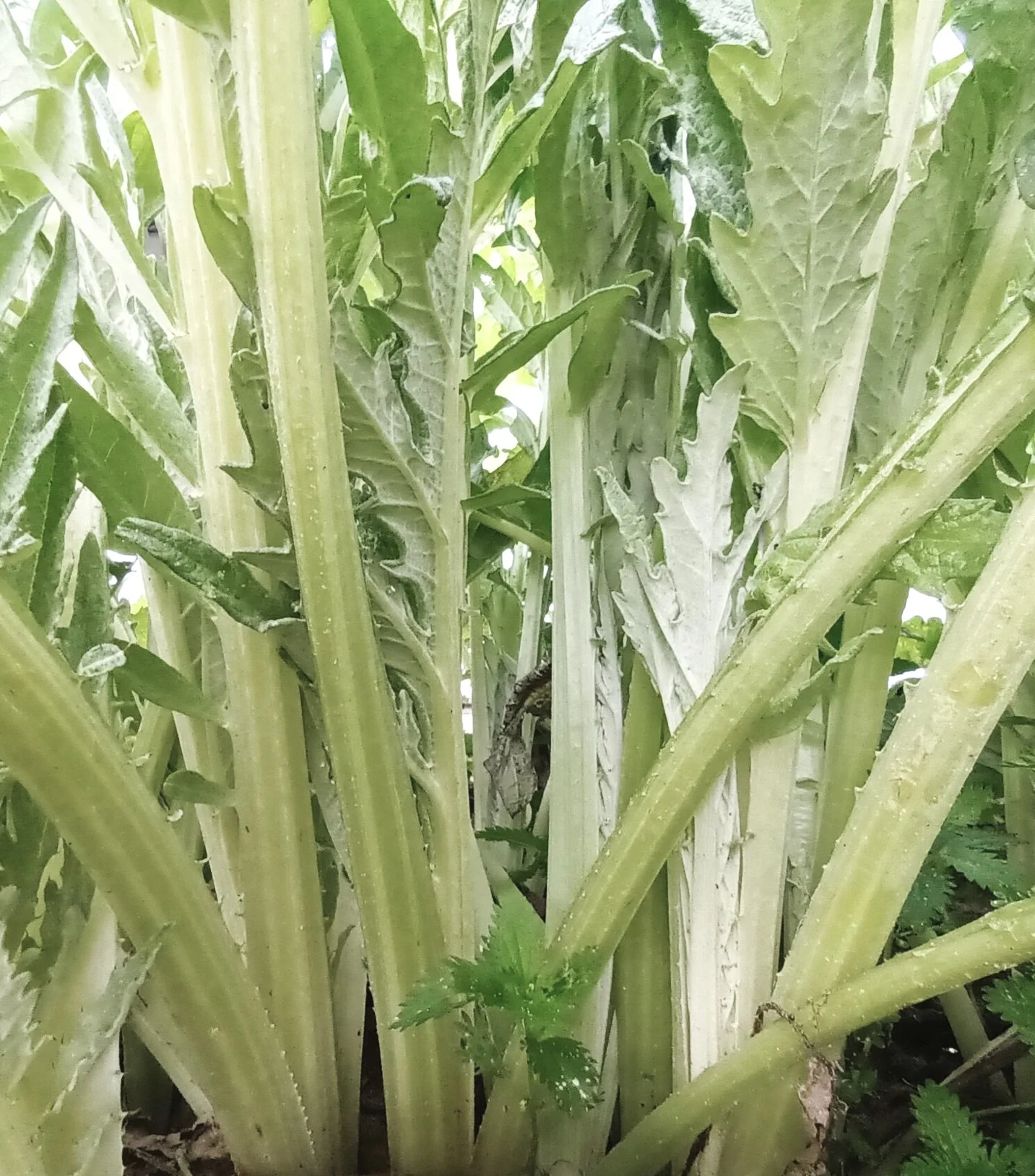 Cardo de Navazo (Blanqueado)