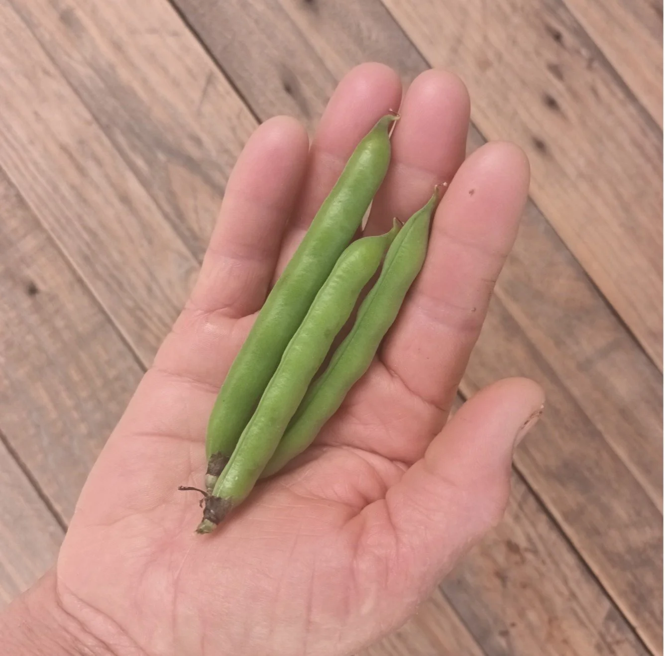 Broad Bean Pods / Gousses de Haricots