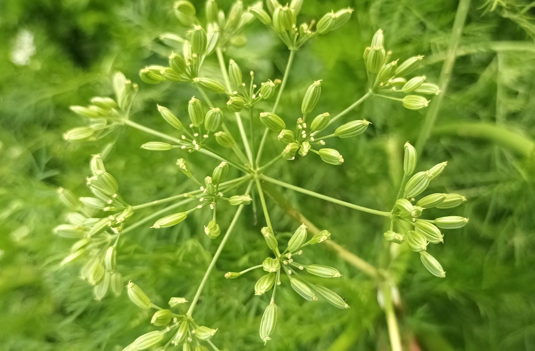 Caraway Green Seeds / Graines Vertes de Carvi