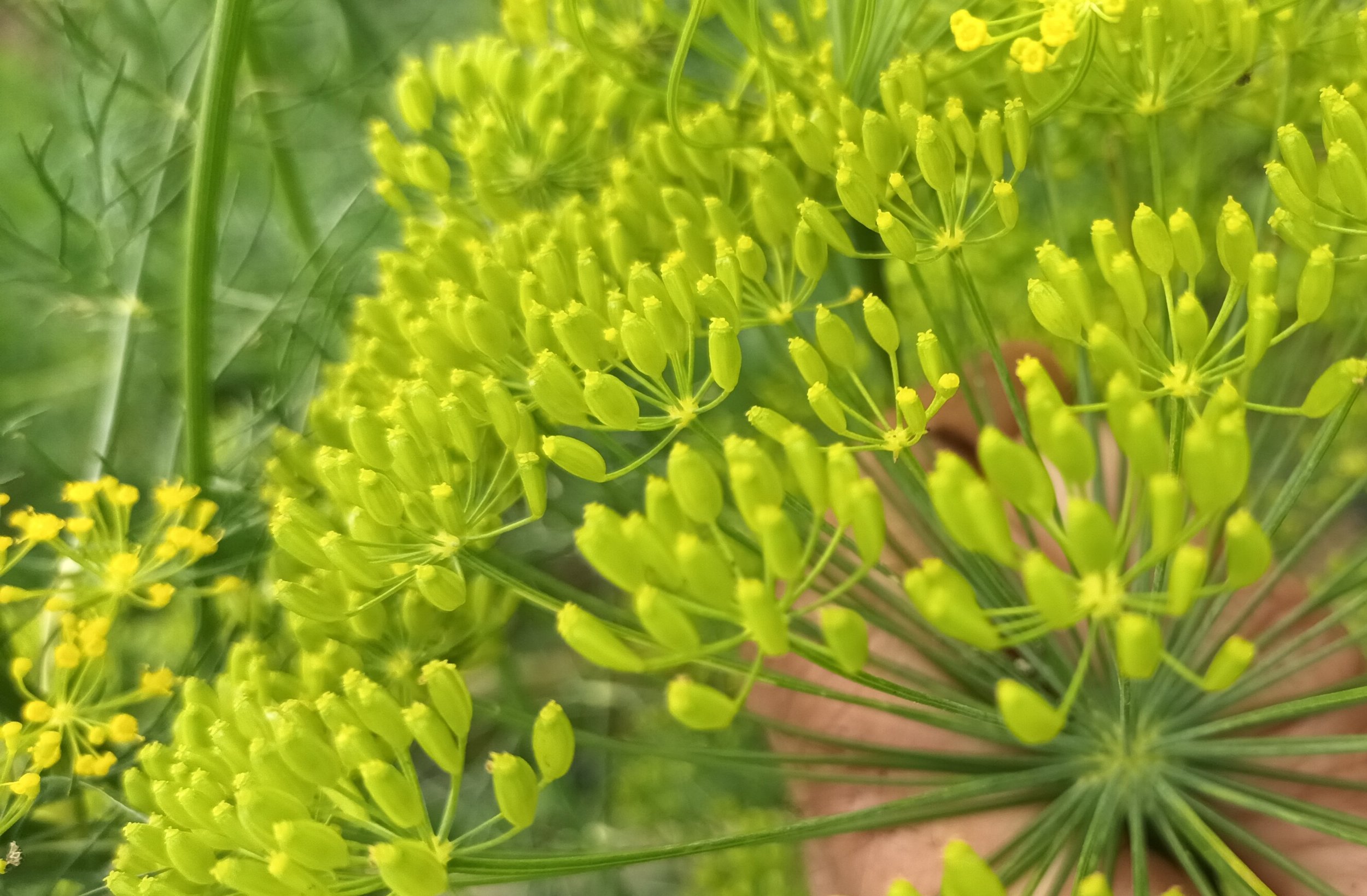Dill Green Seeds / Graines Vertes d'Aneth