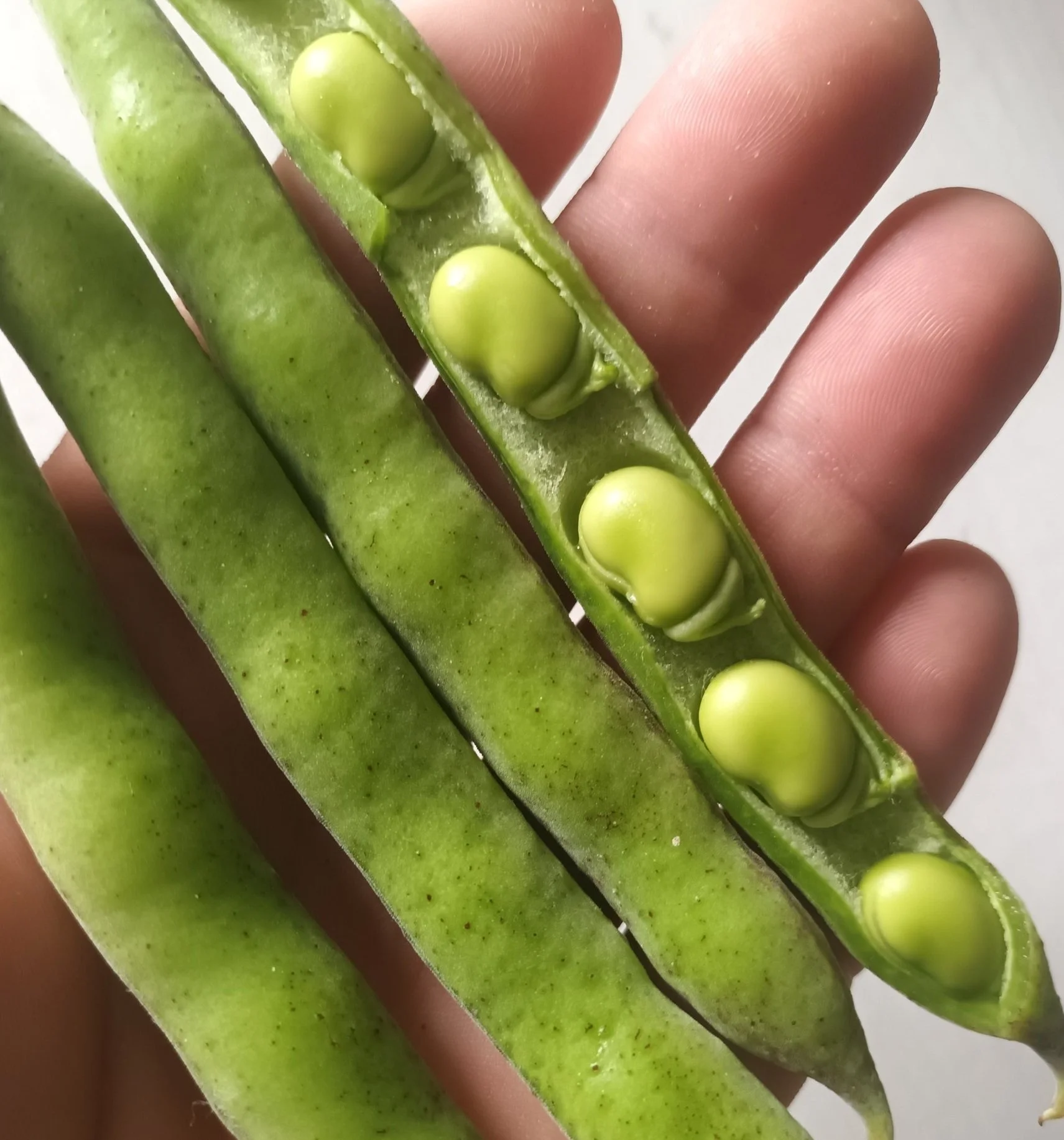 Small Tender Beans / Petits Haricots Tendres
