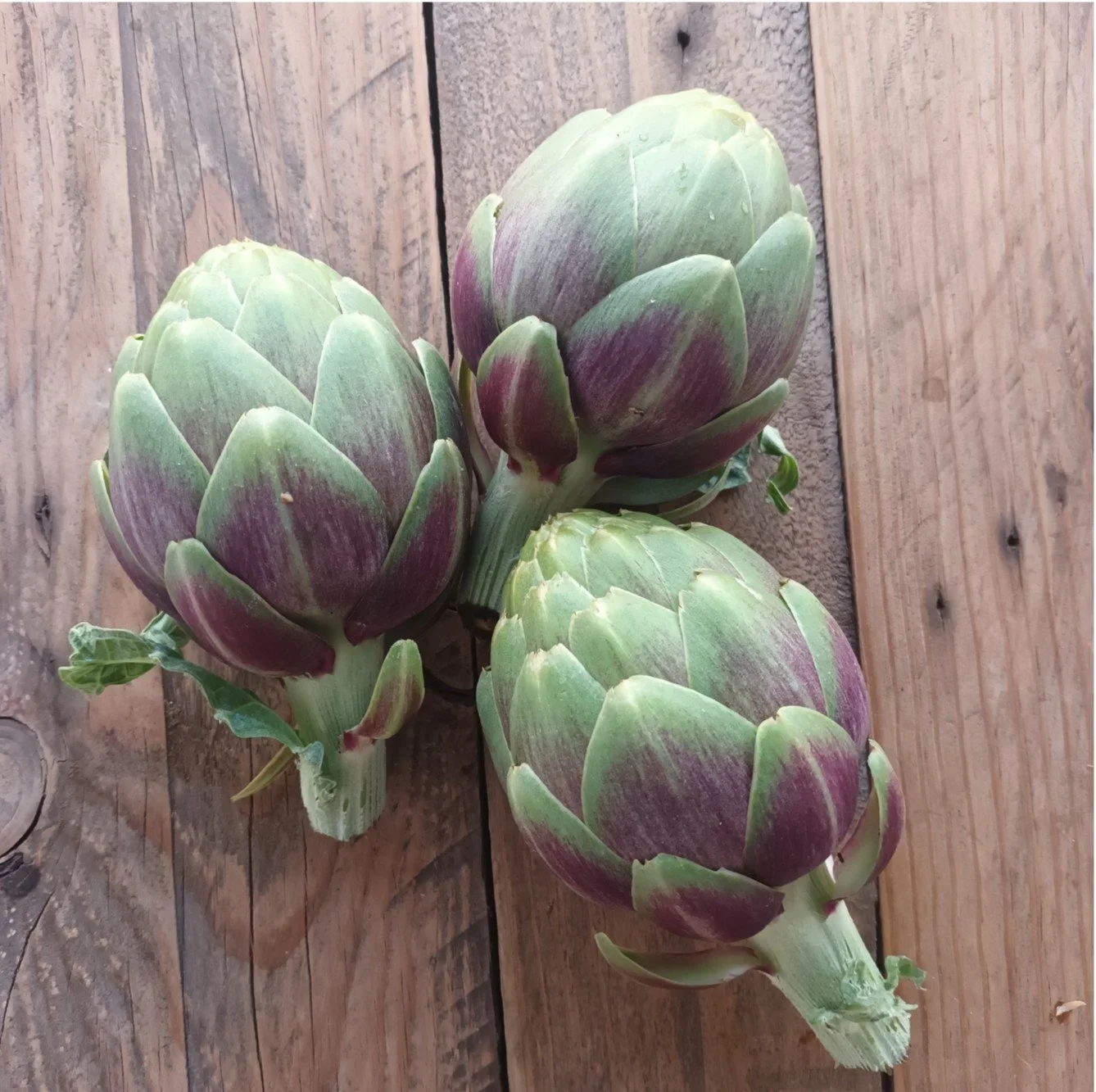 Navazo Arthichoke / Arichaut Navazo