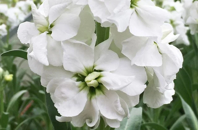 Wallflower / Giroflèe