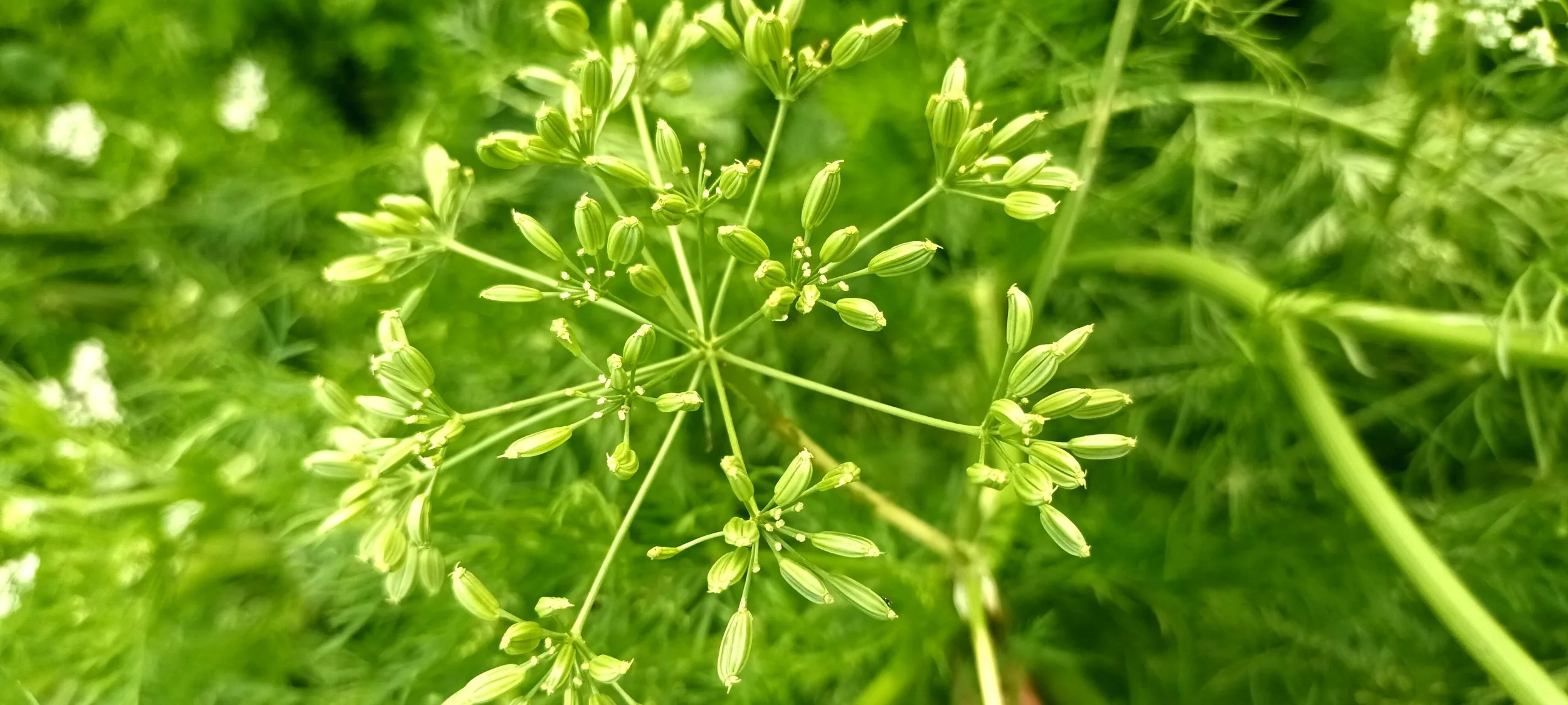 Semillas Verdes de Alcaravea