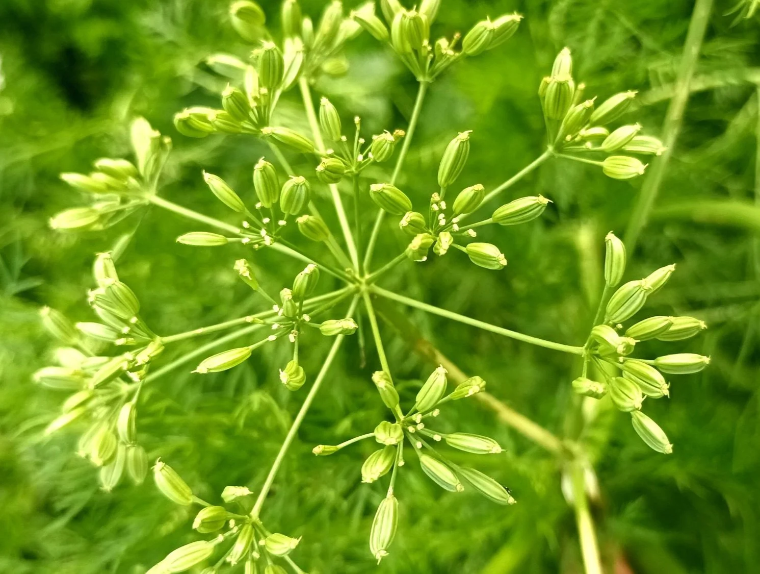 Alcaravea Semillas Verdes