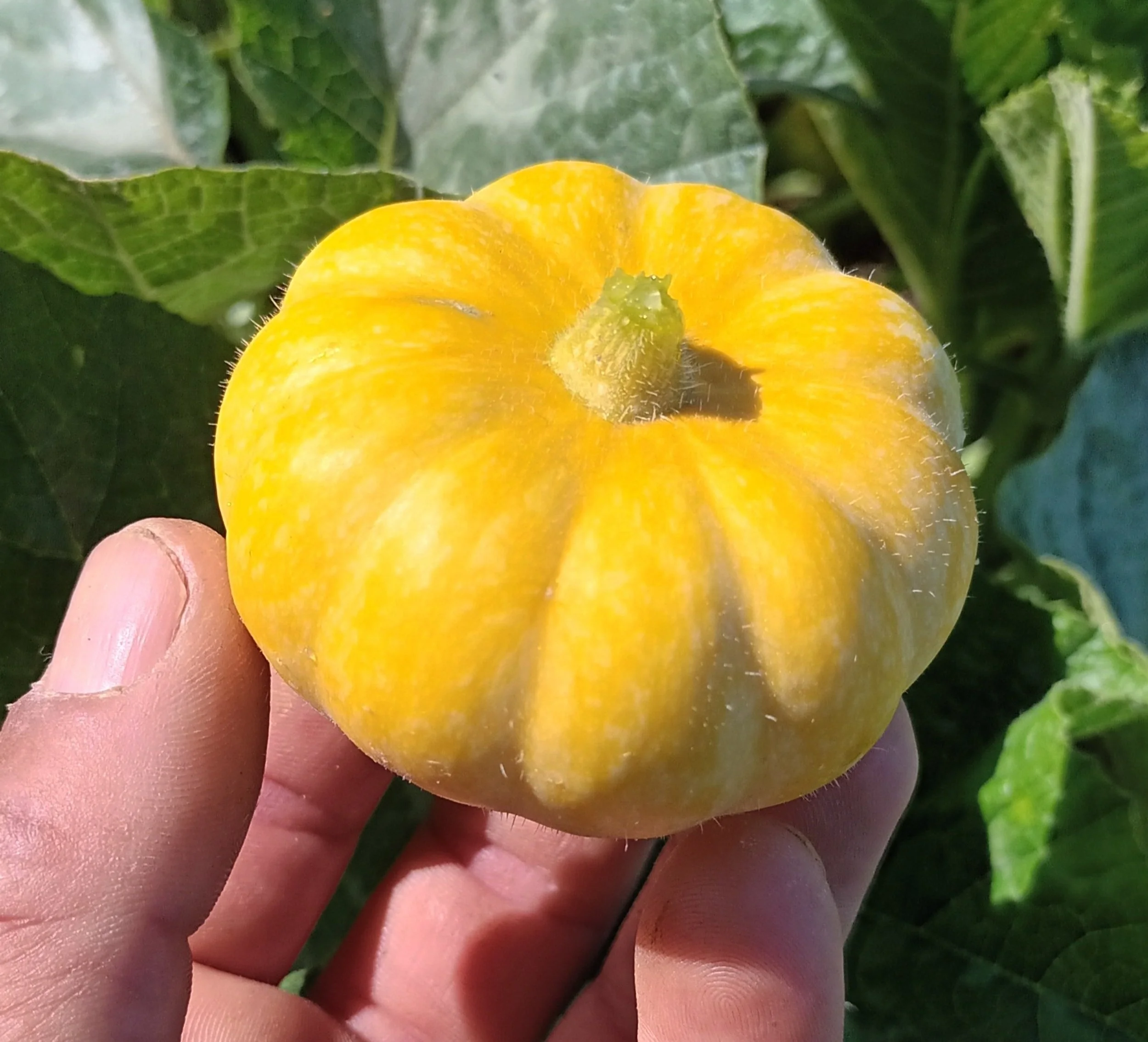  Mini Pumpkin / Mini-citrouille
