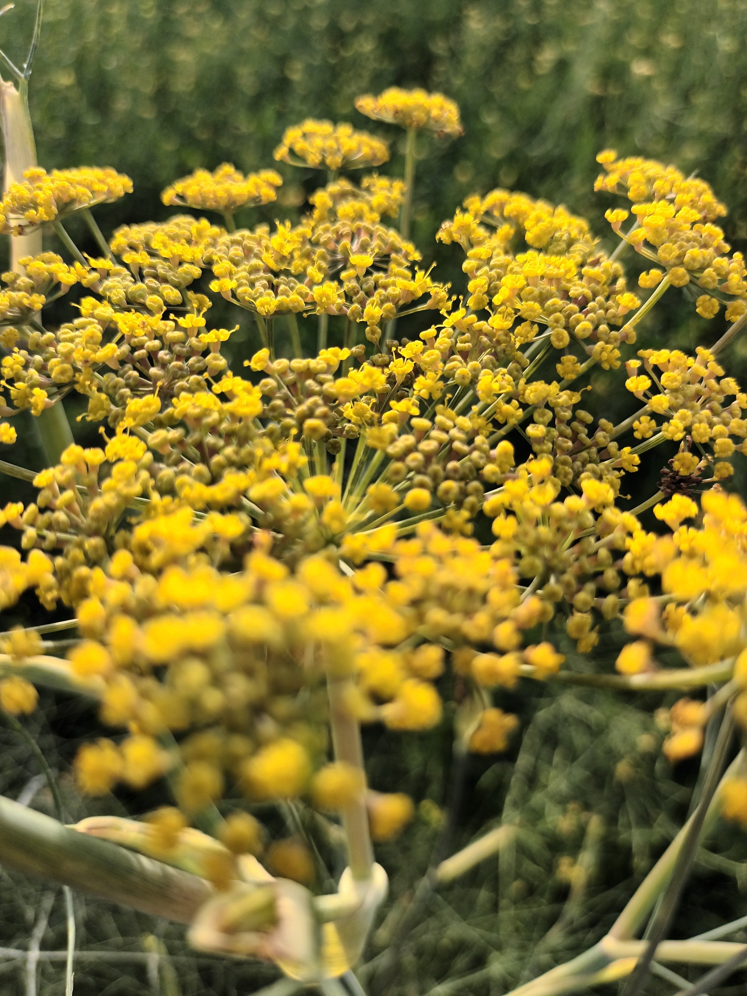 Flores de Hinojo