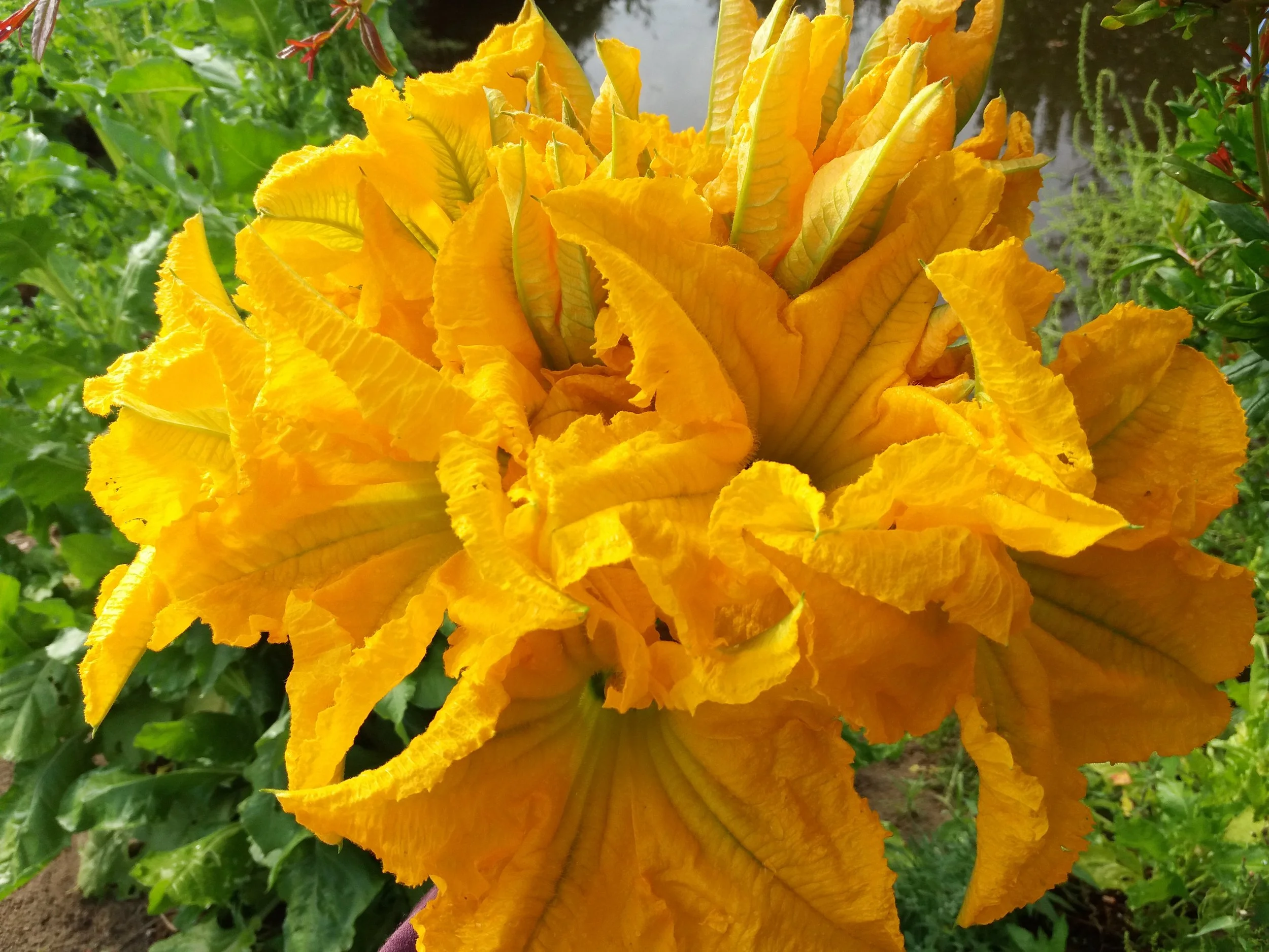  Zucchini Flowers /  Fleurs de Courgettes