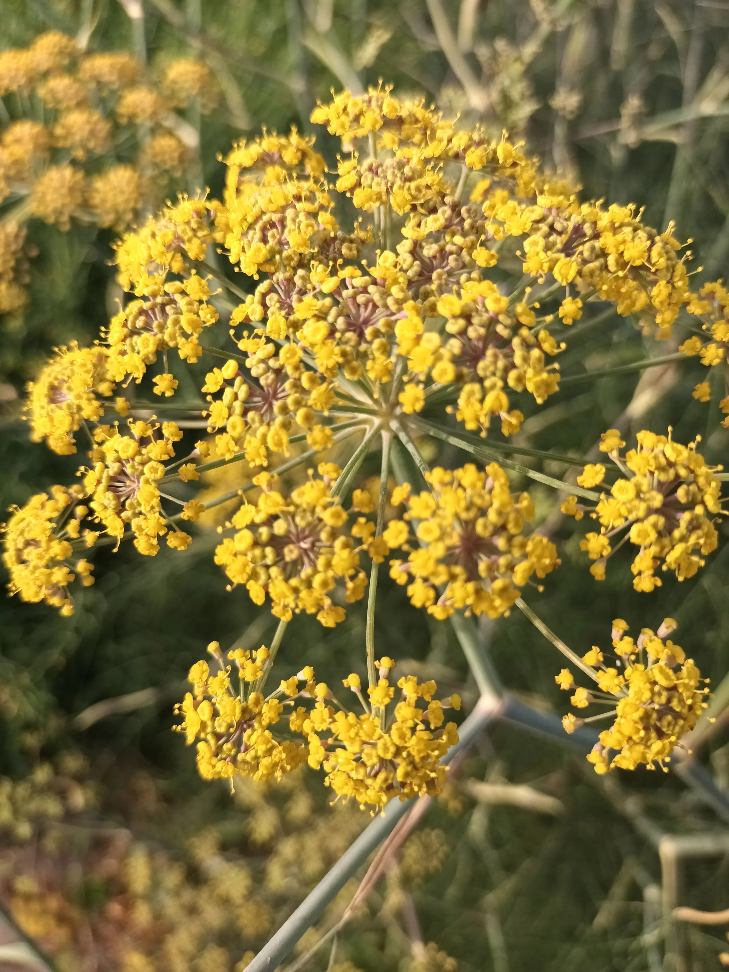 Hinojo Flor