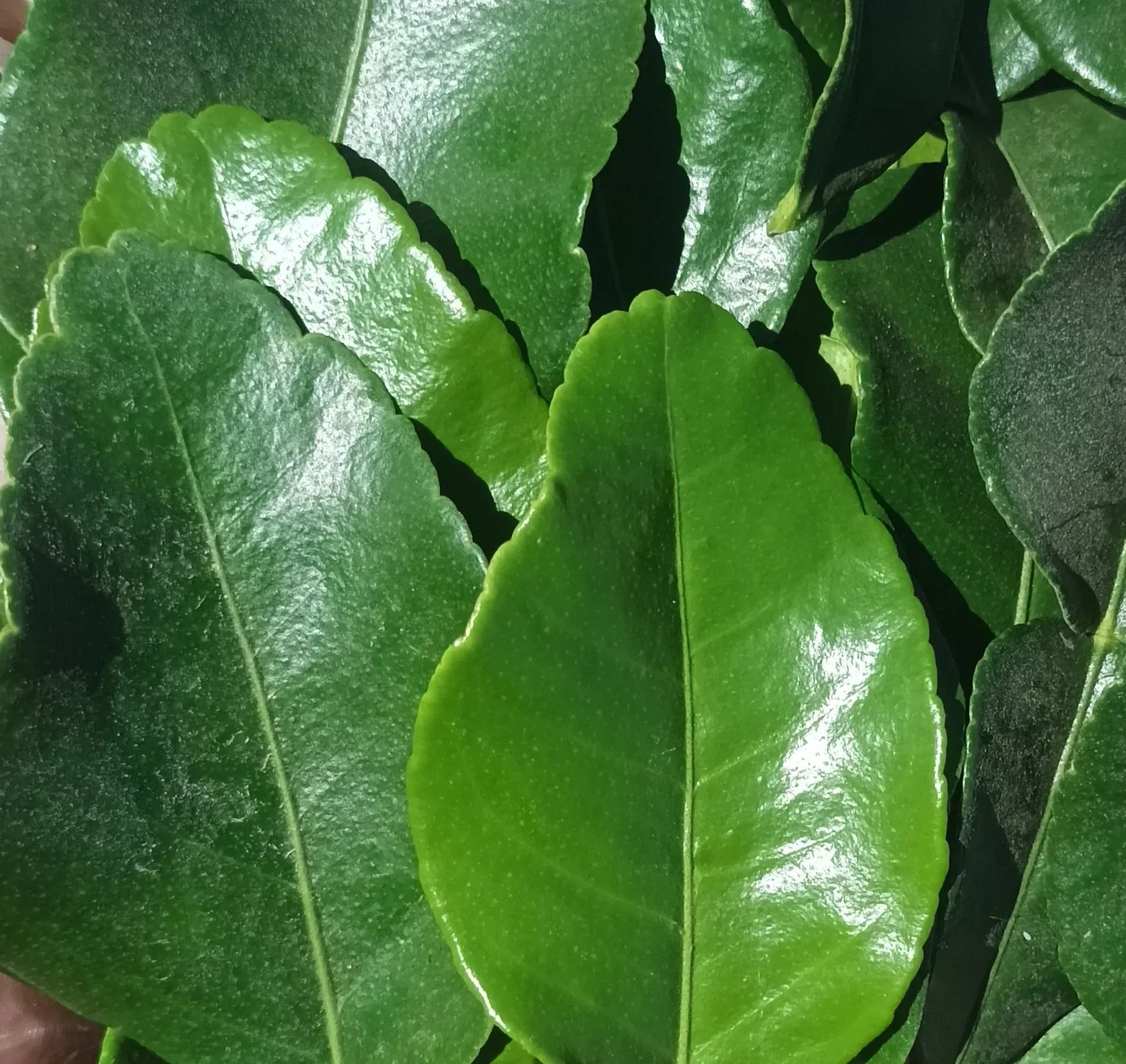 Kaffir Leaves / Feuilles Kaffir