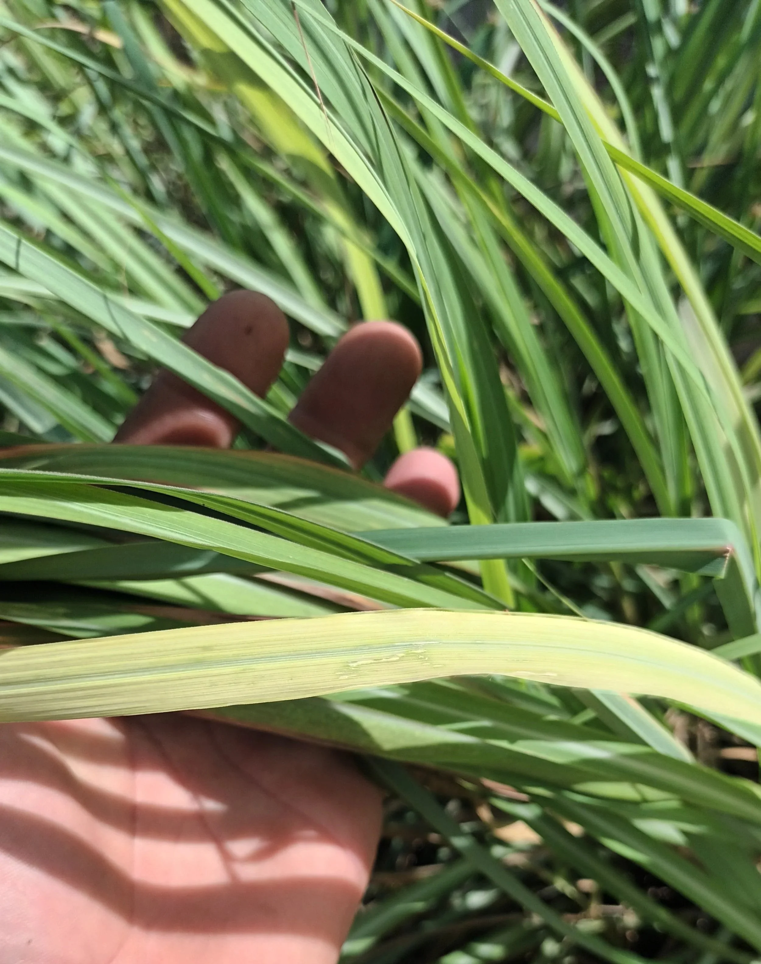  Citronella Green Leaves / Feuilles de Citronnelle Fraîches