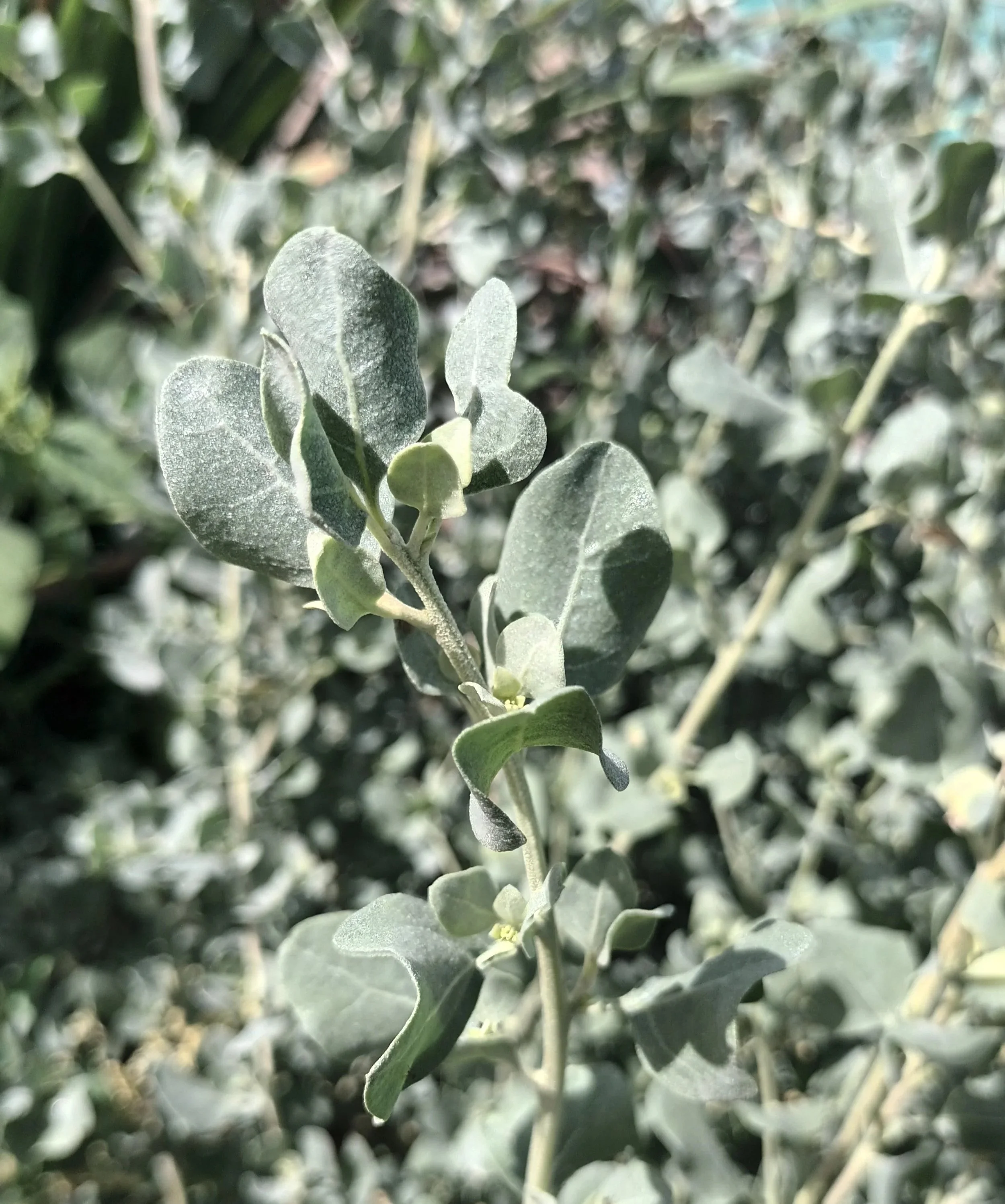 Sea-Silvery Orache / Arroche Marine