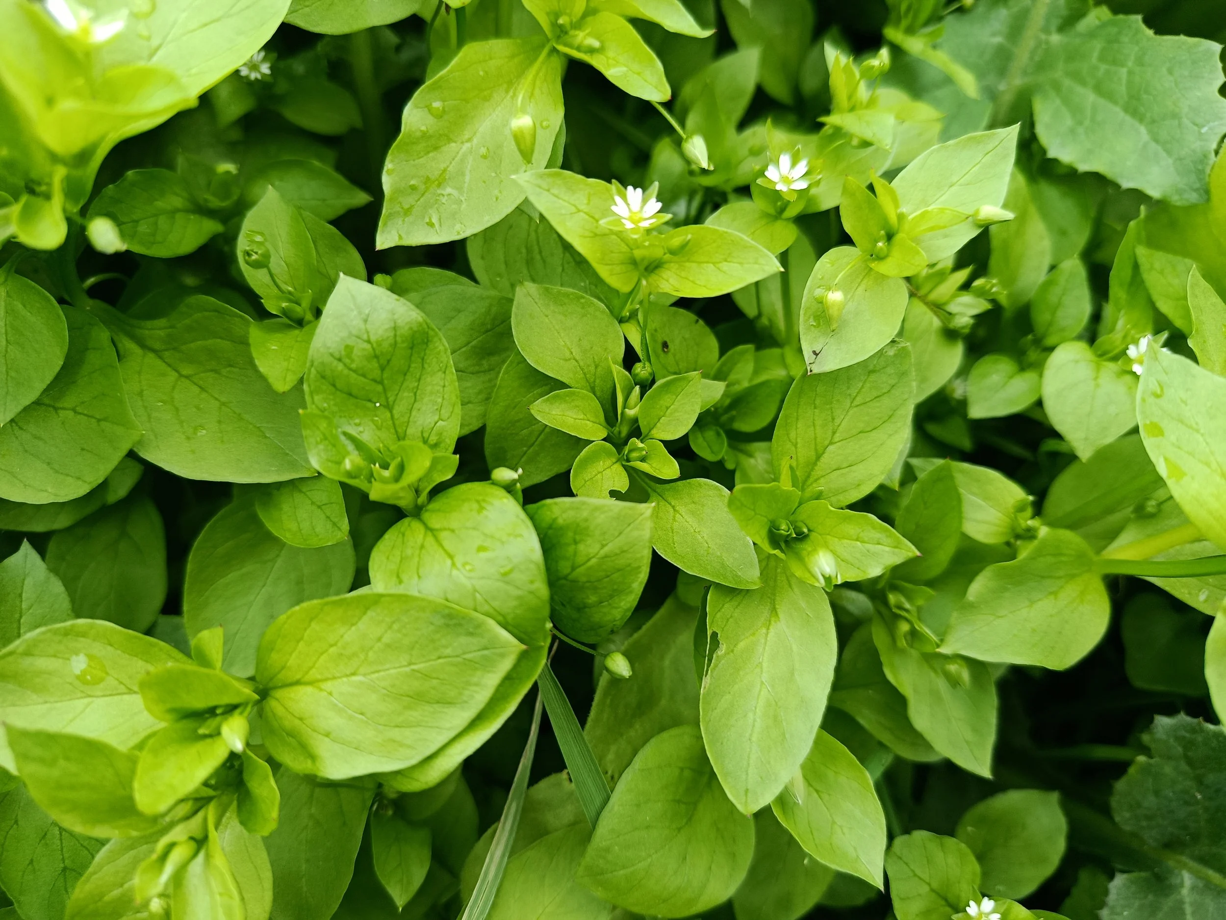 Navazo Chickweed / Mouron Étoilé Navazo