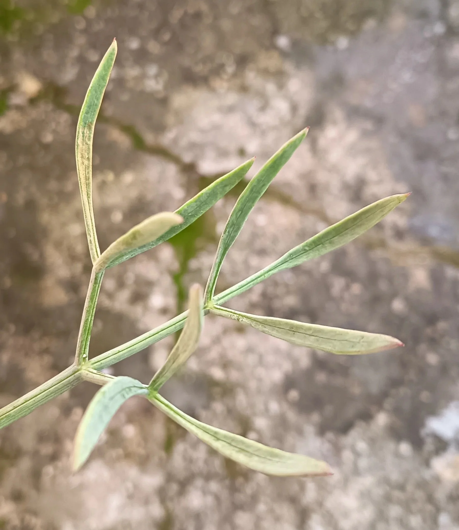 Hinojo-Perejil Marino