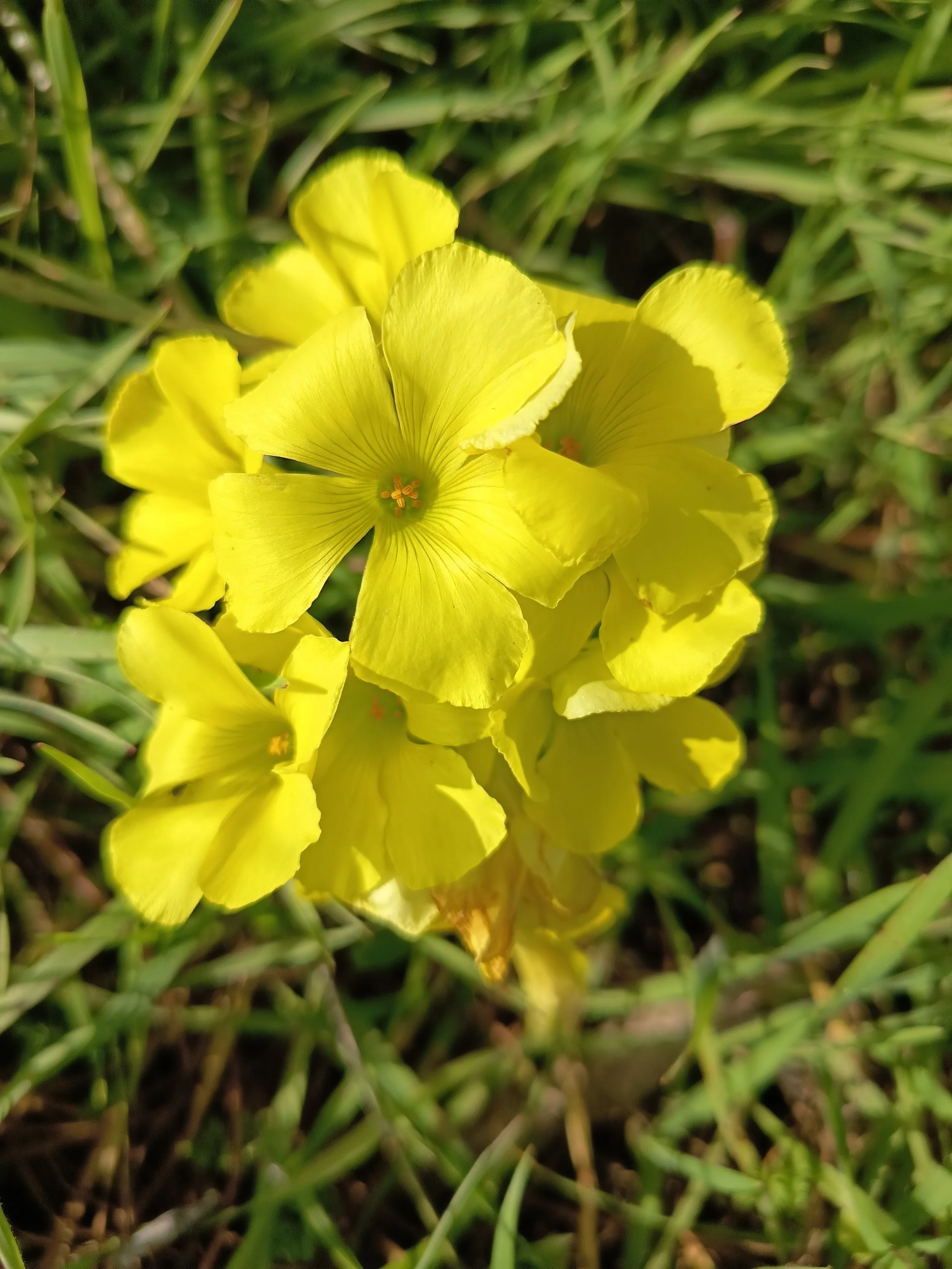 Buttercup Oxalis Flowers / Fleurs Oxalis Jaunes