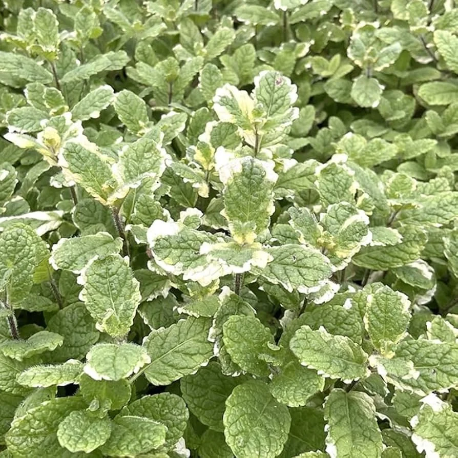  Mint Pineapple / Ananas à la Menthe