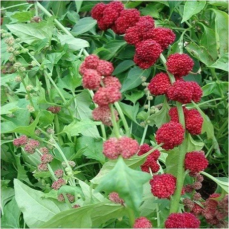 Strawberry Spinach / Épinards aux Fraises