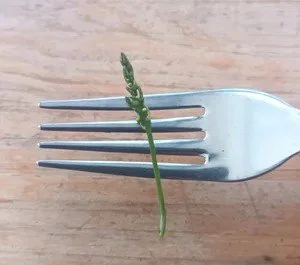 Mini Navazo Asparragus / Mini Asperge Navazo