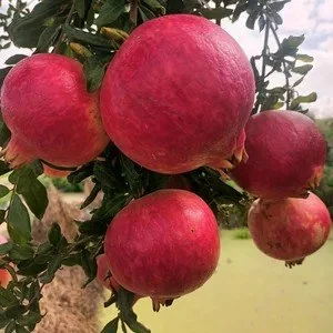 Navazo Pink Pomergranate / Grenade Navazo Rose