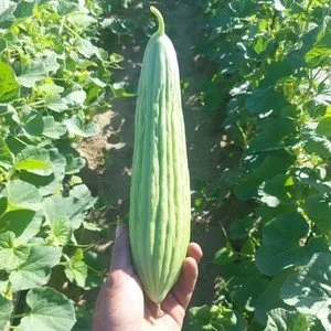  Armenian Cucumber / Concombre Arménien