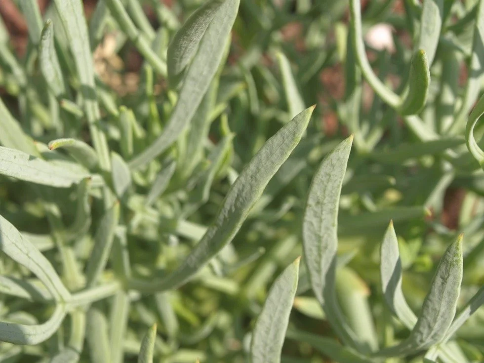 Sea Parsley / Persil de Mer