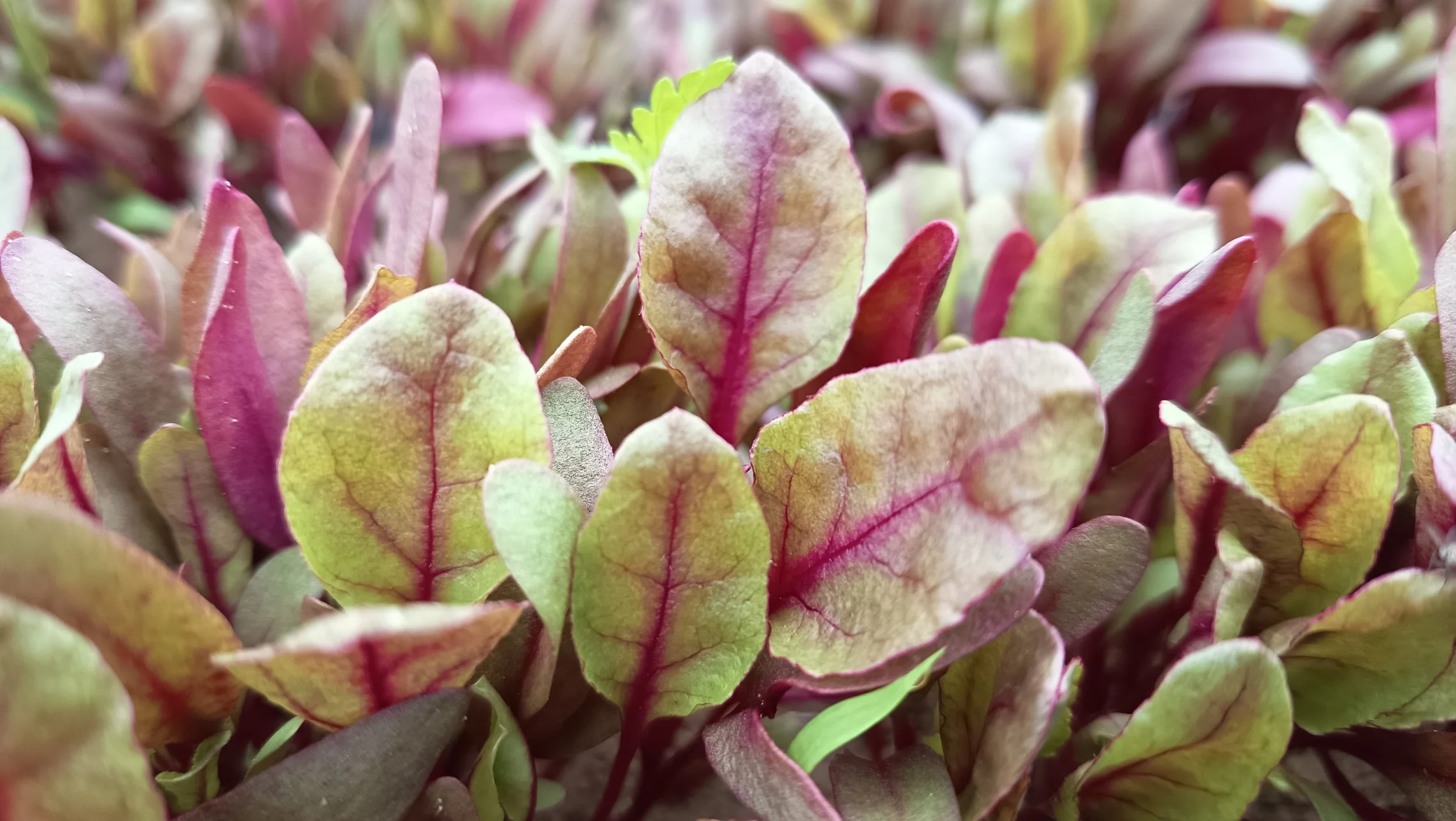 Chard Bull's Blood / Bette "Sang de Taureau"