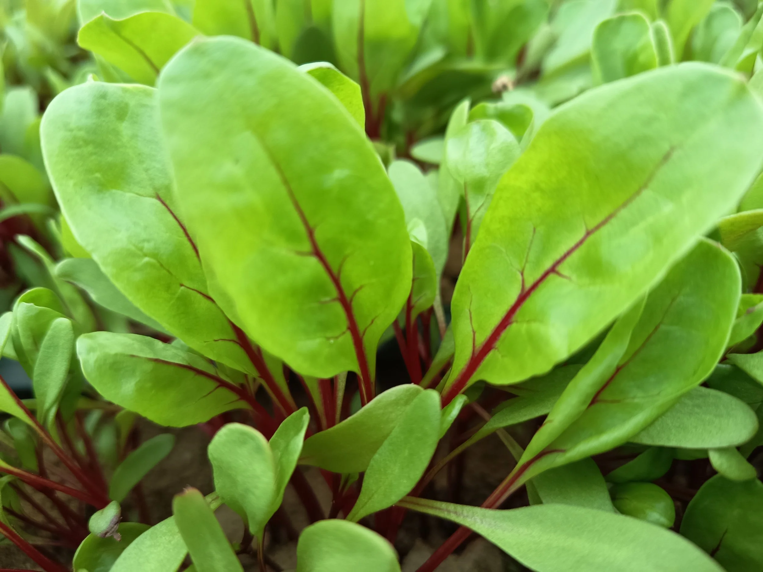 Acelga Roja Ruibarbo Cultivo Desterrado Rafa Monge.jpg