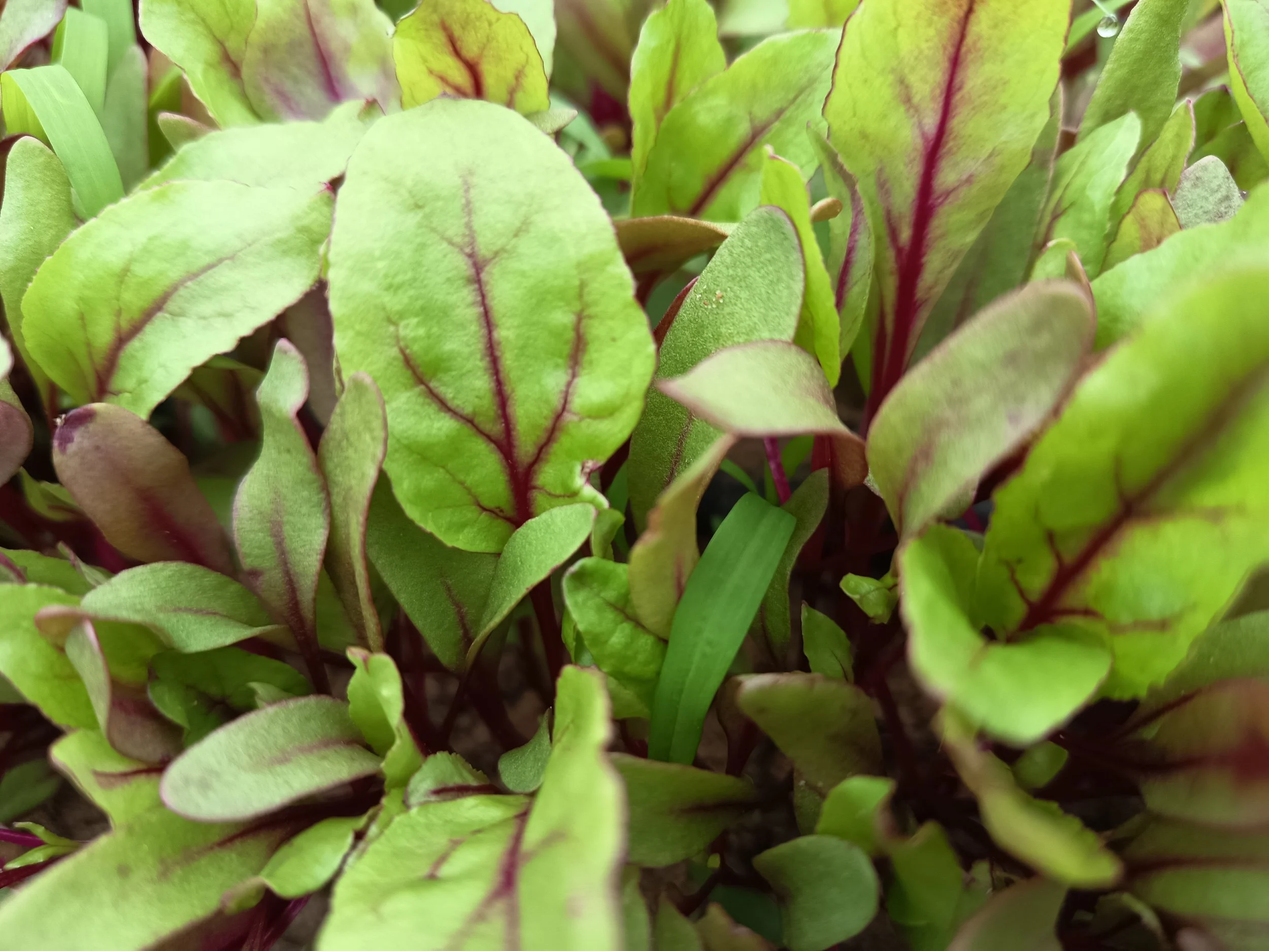 Acelga Roja Artica Cultivo Desterrado Rafa Monge.jpg