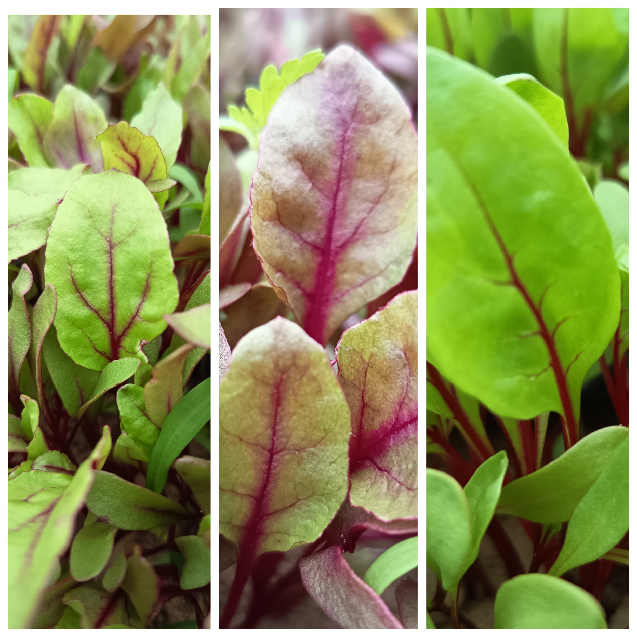 Red Chards / Bettes Rouges