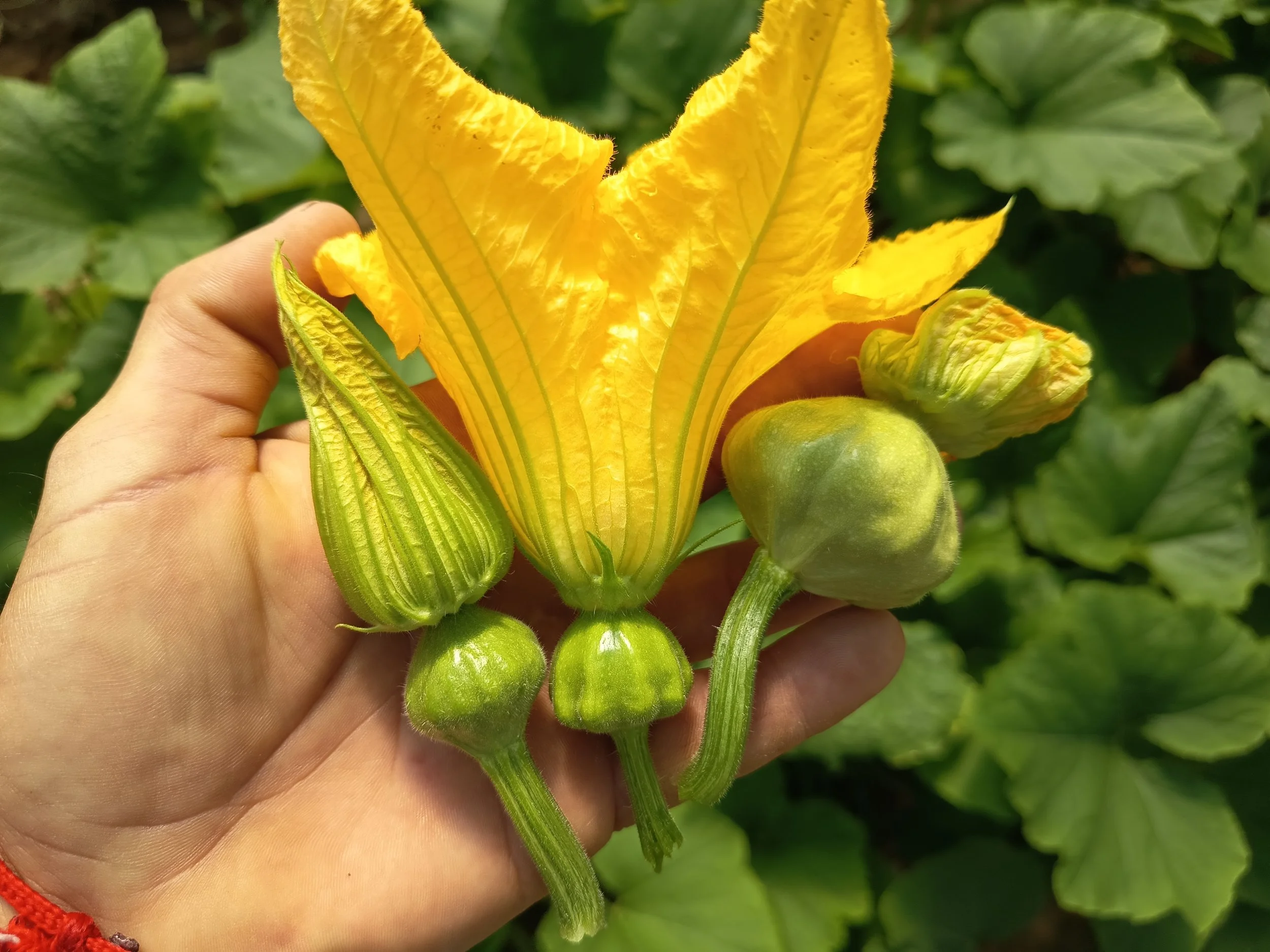 Calabacines Variados Rafa Monge Cultivo Desterrado Navazo Sanlucar Barrameda.jpg
