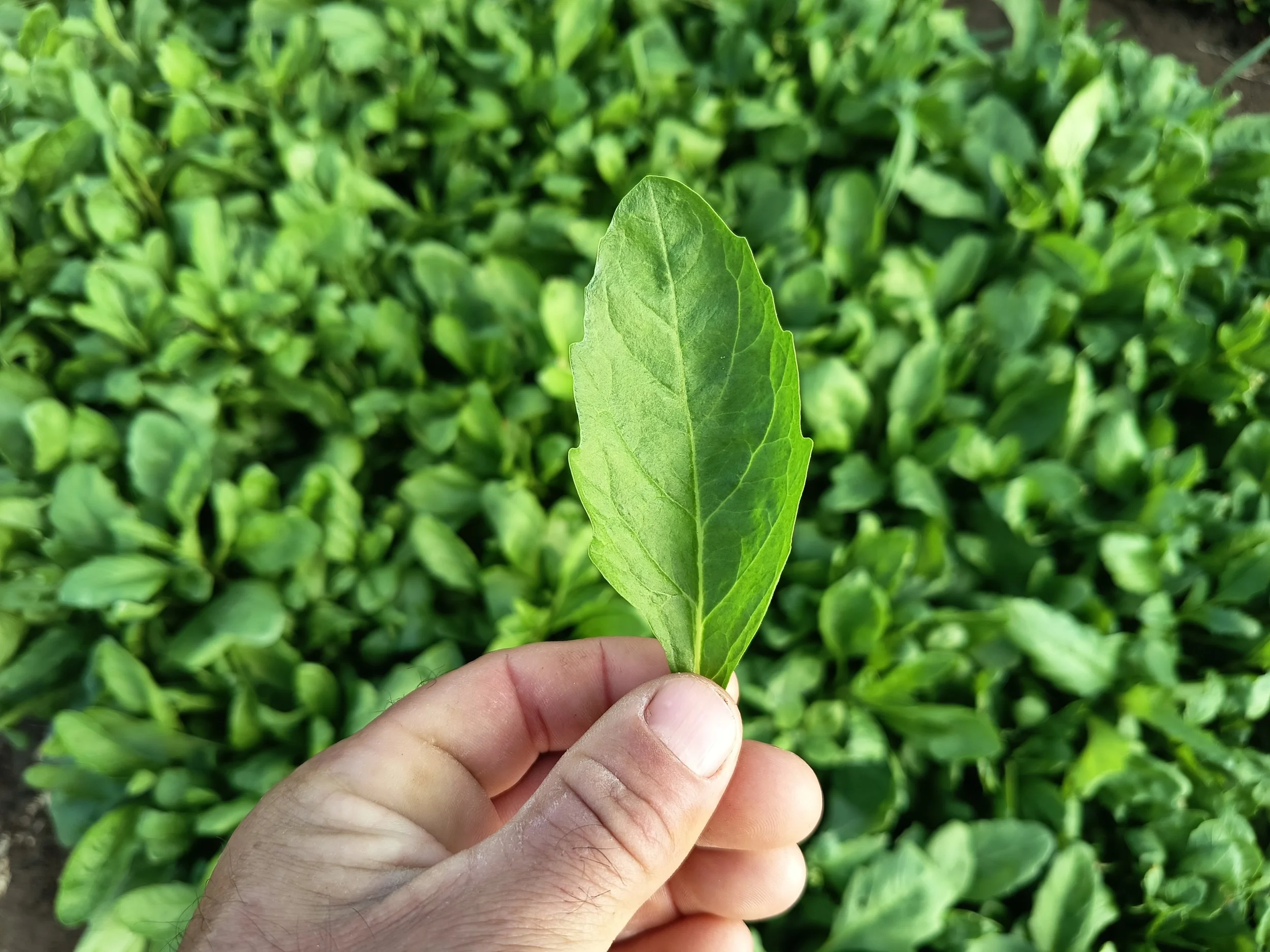 Epazote Rafa Monge Cultivo Desterrado Navazo Sanlucar Barrameda.jpg