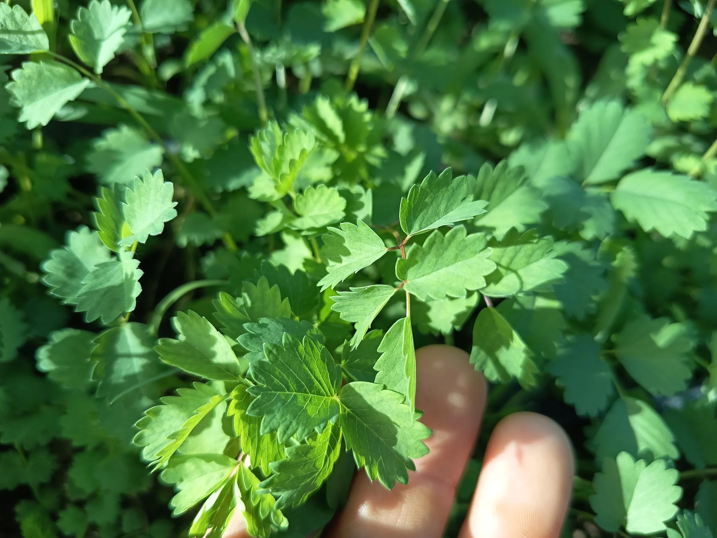 Pimpinela Rafa Monge Cultivo Desterrado Navazo Sanlucar Barrameda.jpg