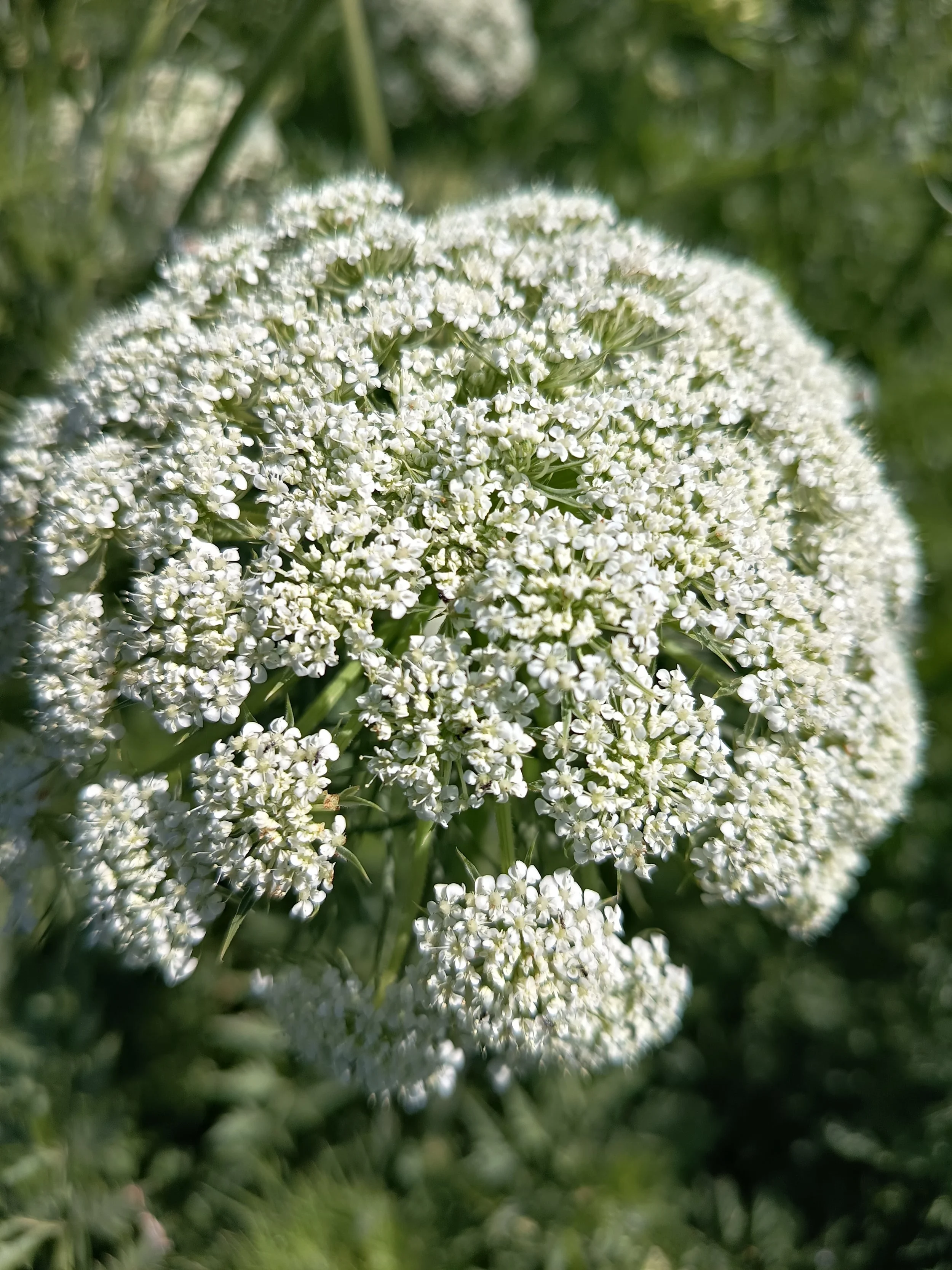 Zanahoria flor Cultivo Desterrado Rafa Monge Navazo Sanlucar.jpg