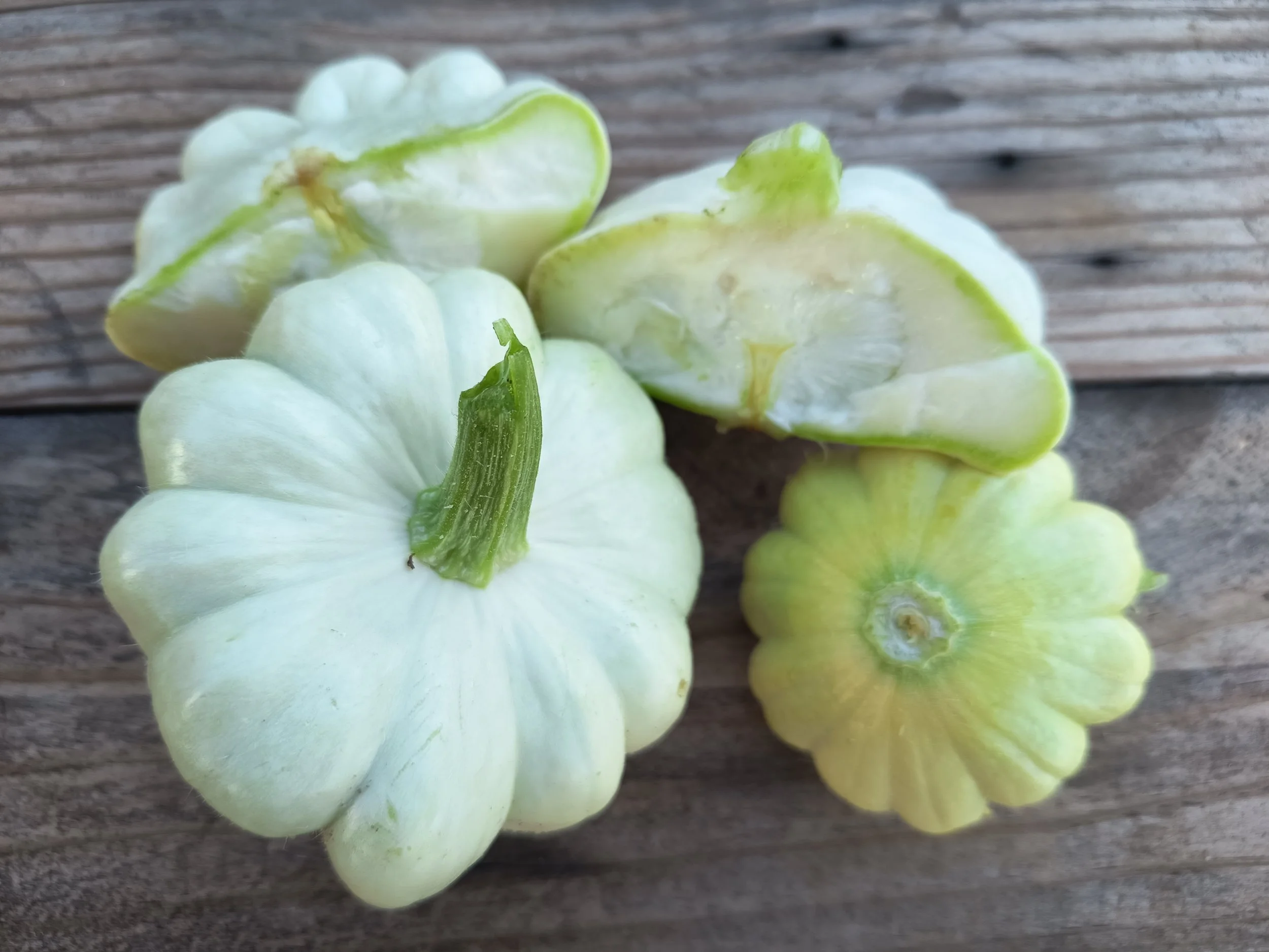 Calabaza Patisson Rafa Monge Cultivo Desterrado Navazo.jpg