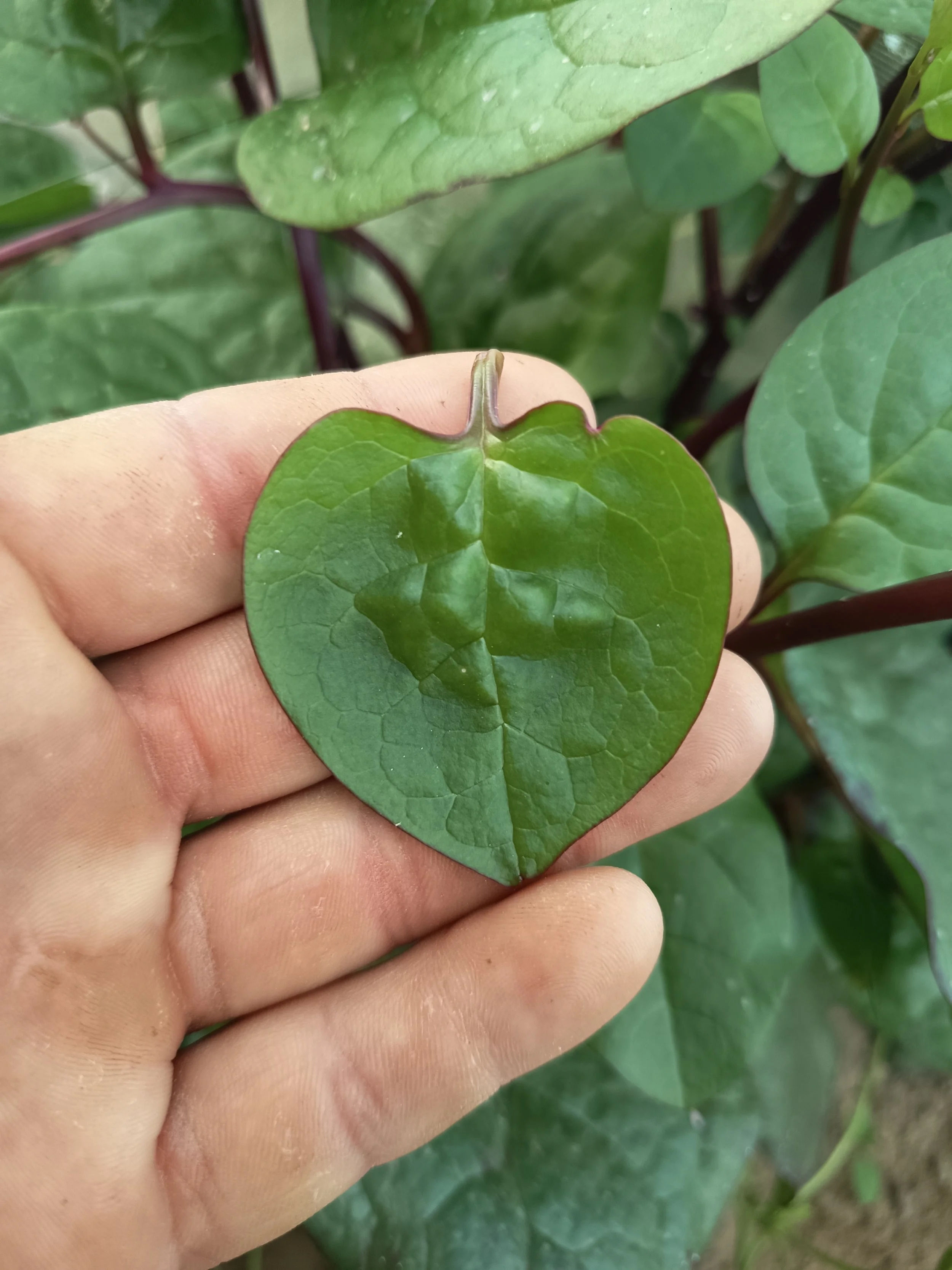 Espinaca de Malambar Cultivo Desterrado Rafa Monge Navazo Sanlucar.jpg