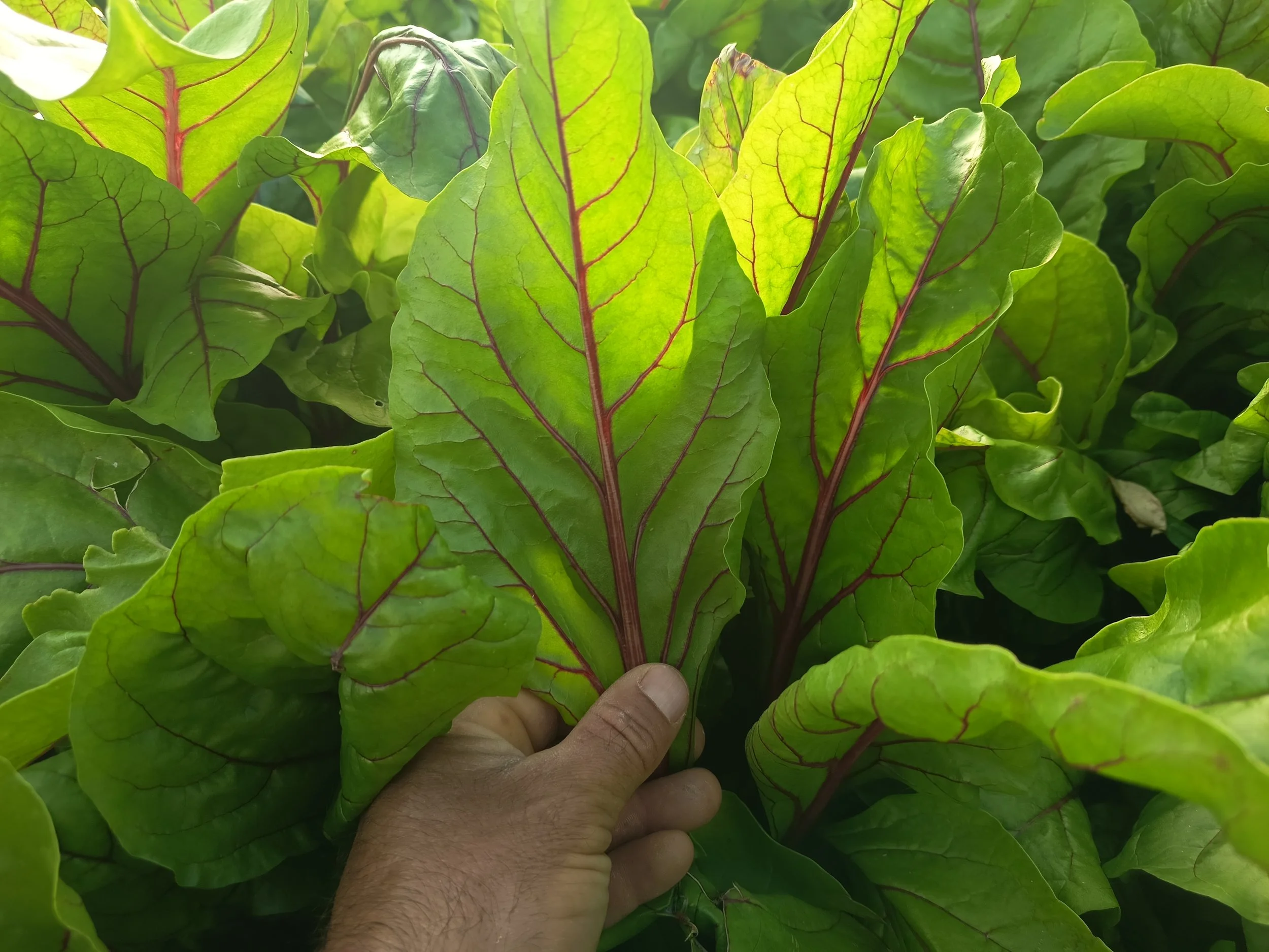 Acelga Roja Ruibarbo 