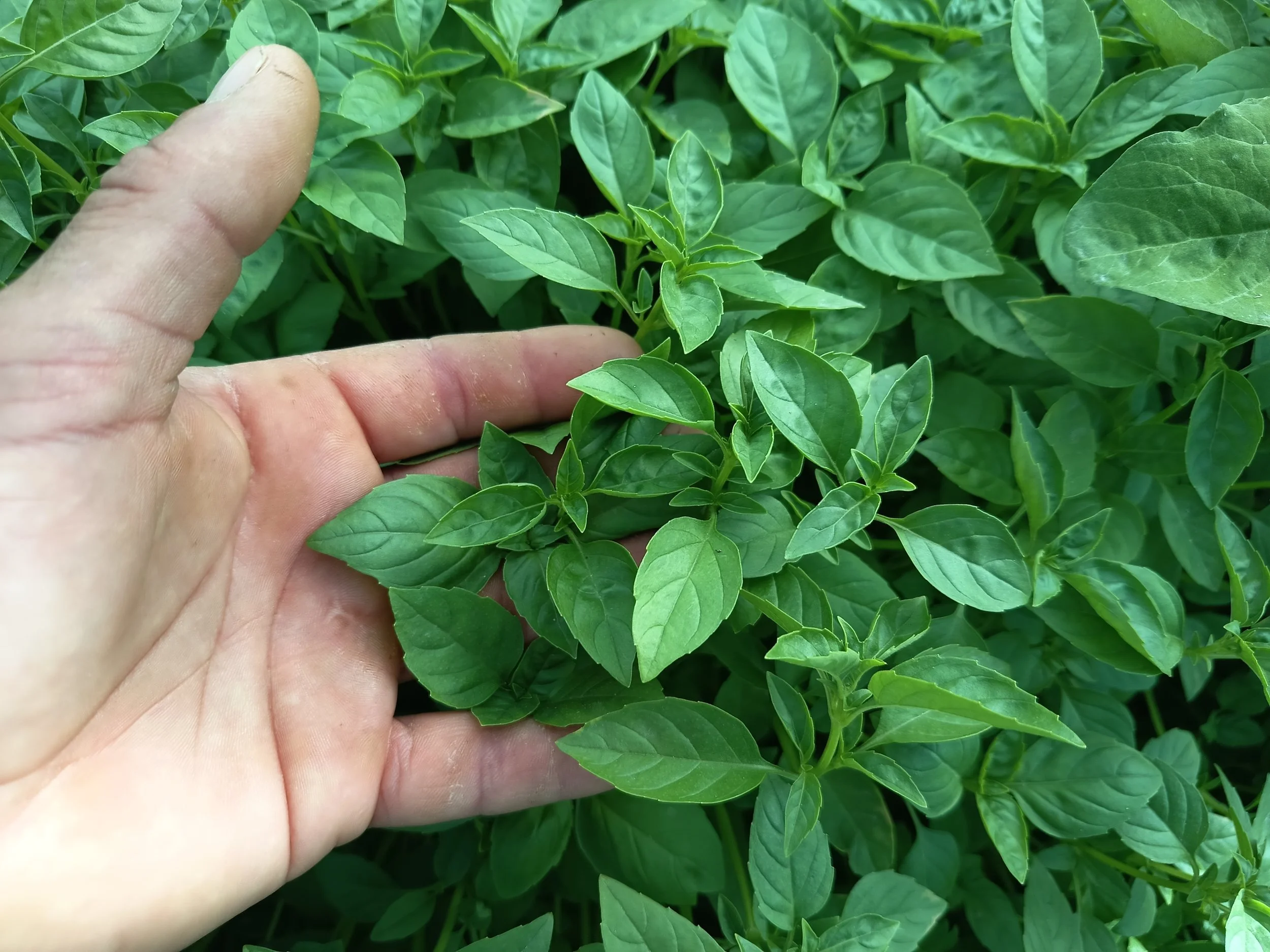Albahaca Hojas Pequeñas