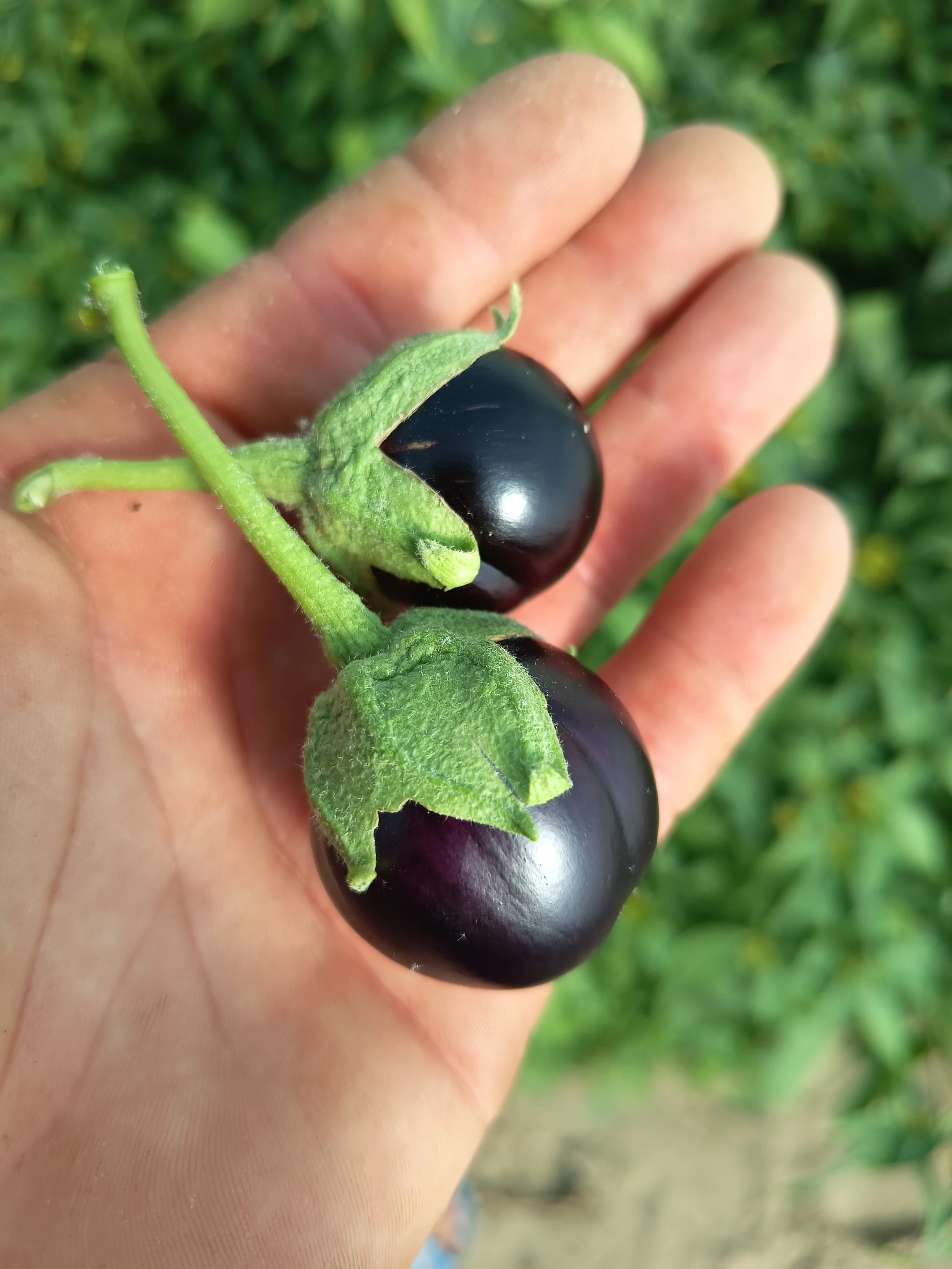 Berenjena Mini